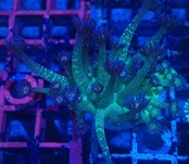 Goniopora BaliGlittert