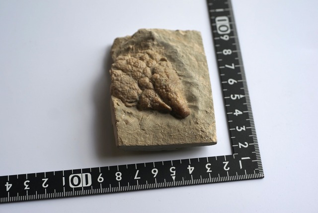 ウミリンゴ化石　Cystoids Fossil　 Holocystites Scutellatus