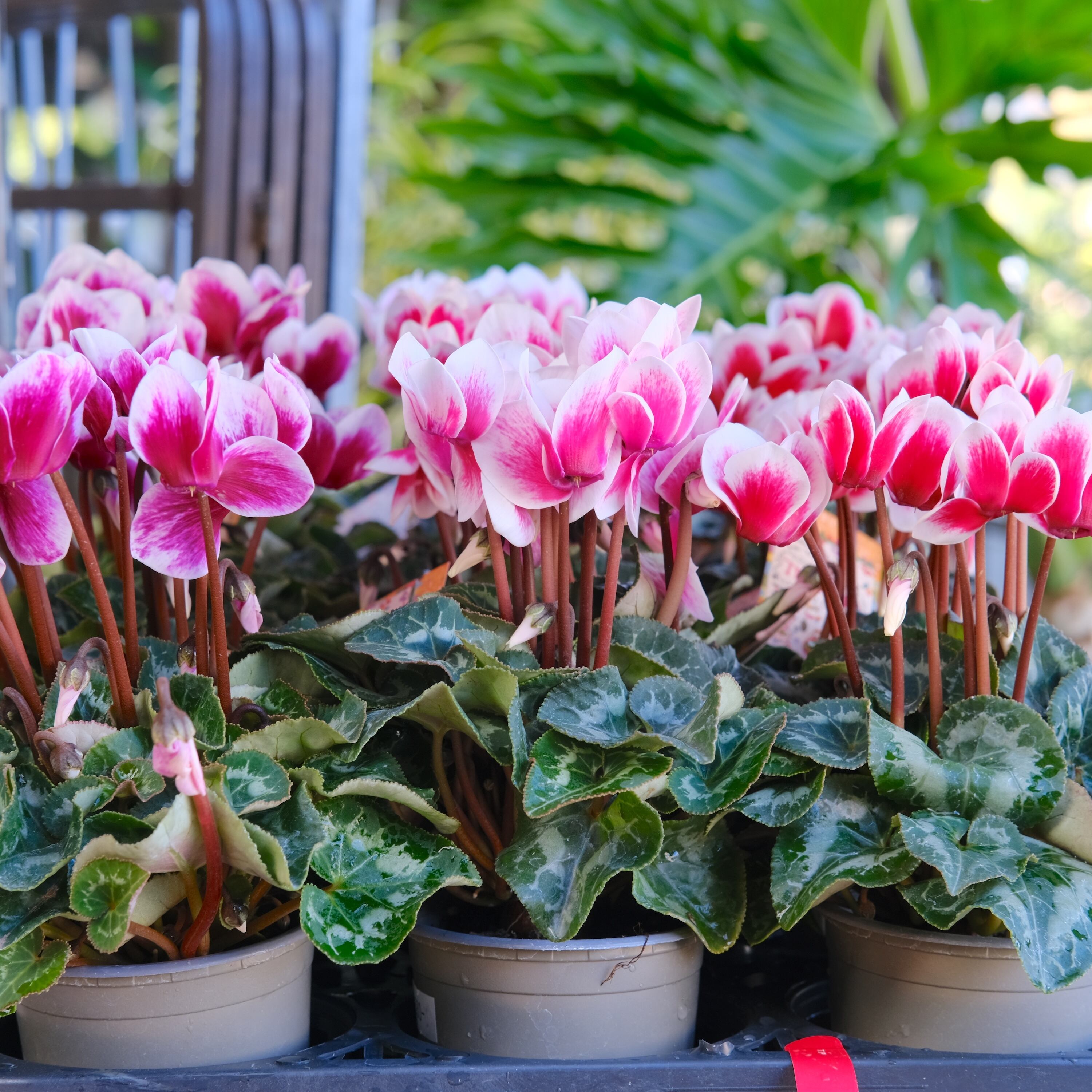 ガーデンシクラメン《 カーニバル 》軽井沢育ち 3号鉢 | グリーン