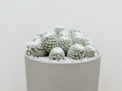 Mammillaria humboldtii var.caespitosa　マミラリア　姫春星　群生株　サボテン