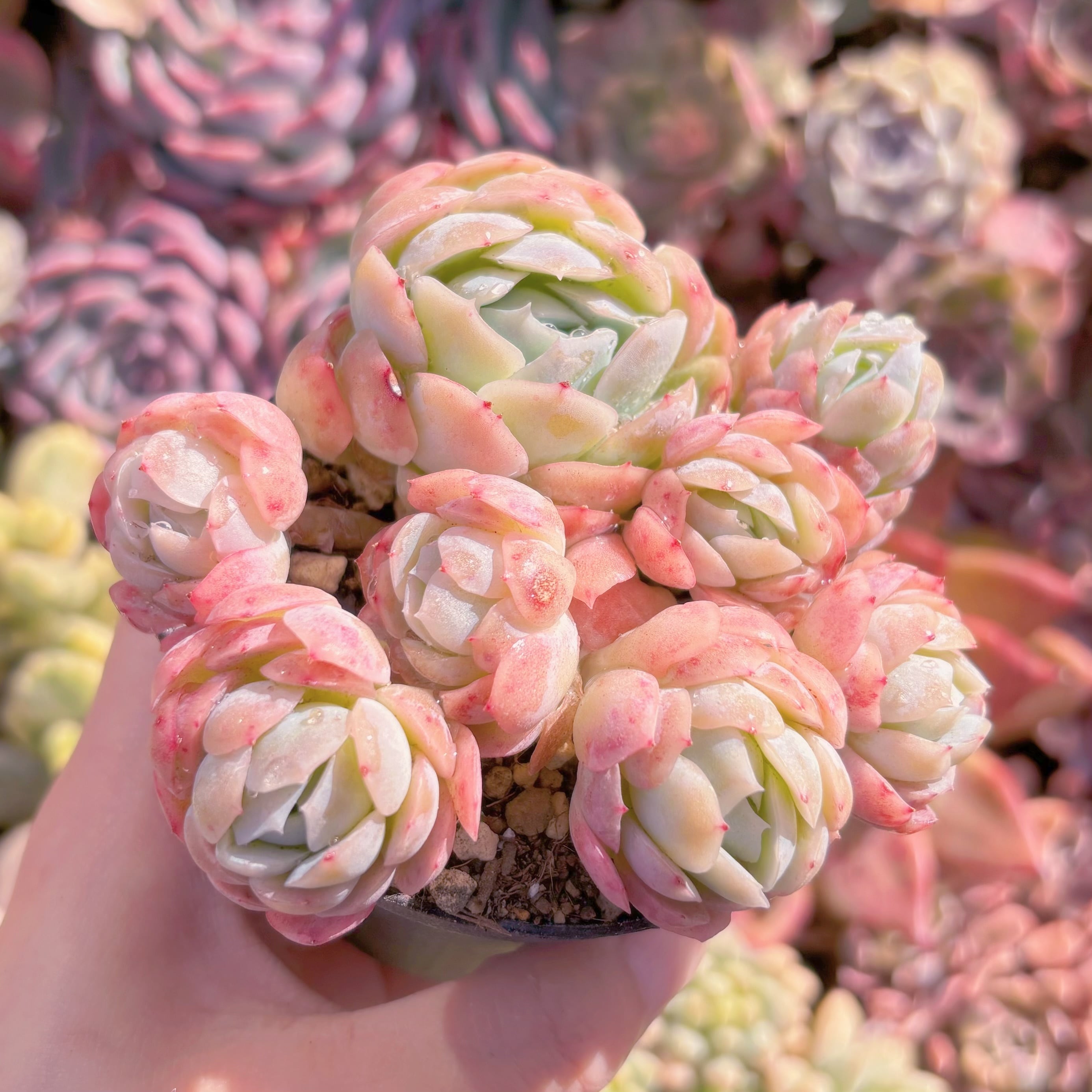 現品　クリームベリー#672　るる農園