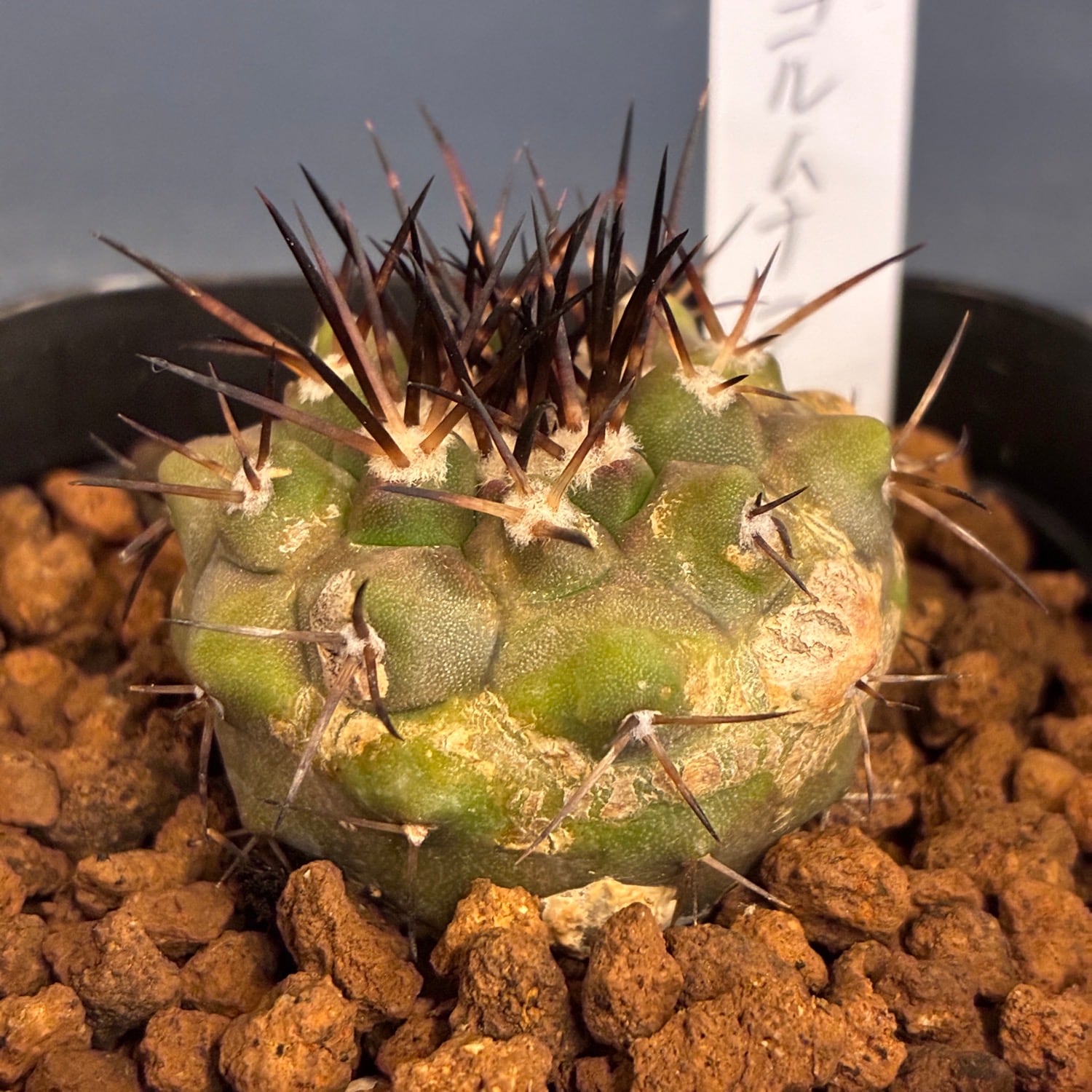 Copiapoa】サボテン コピアポア コルムナアルバ 孤竜丸 実生【329