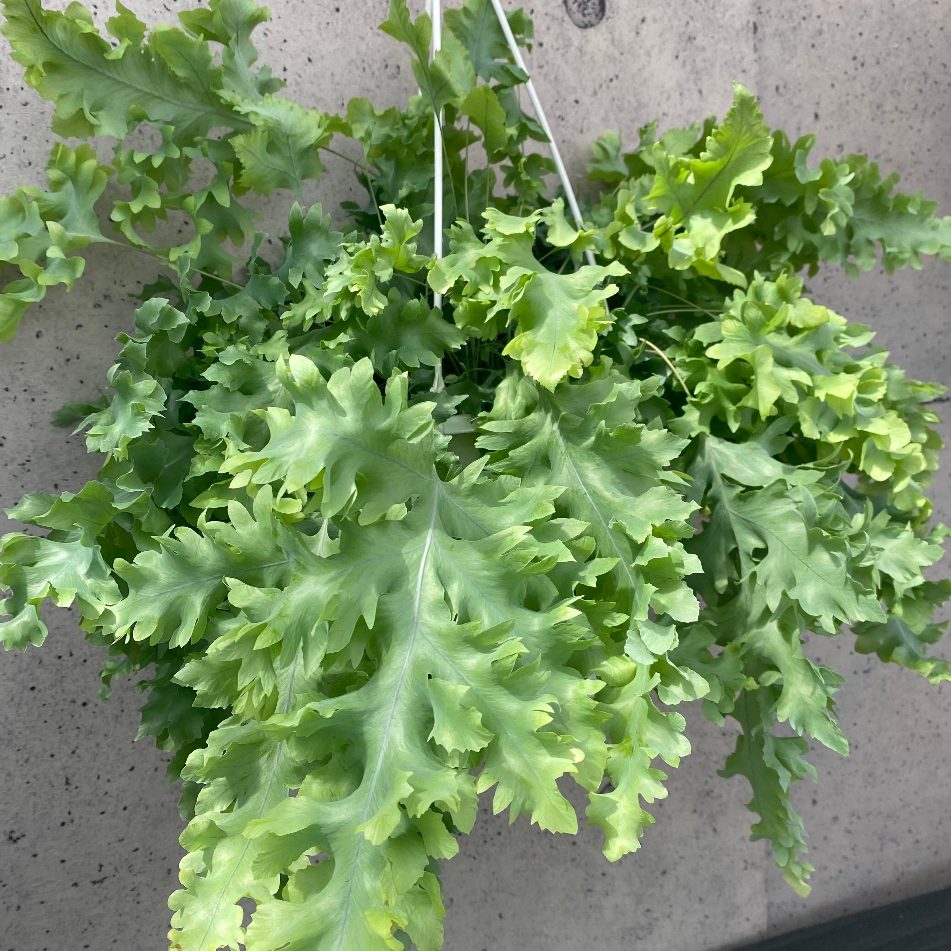 観葉植物 | Planet Plants プラネットプランツ