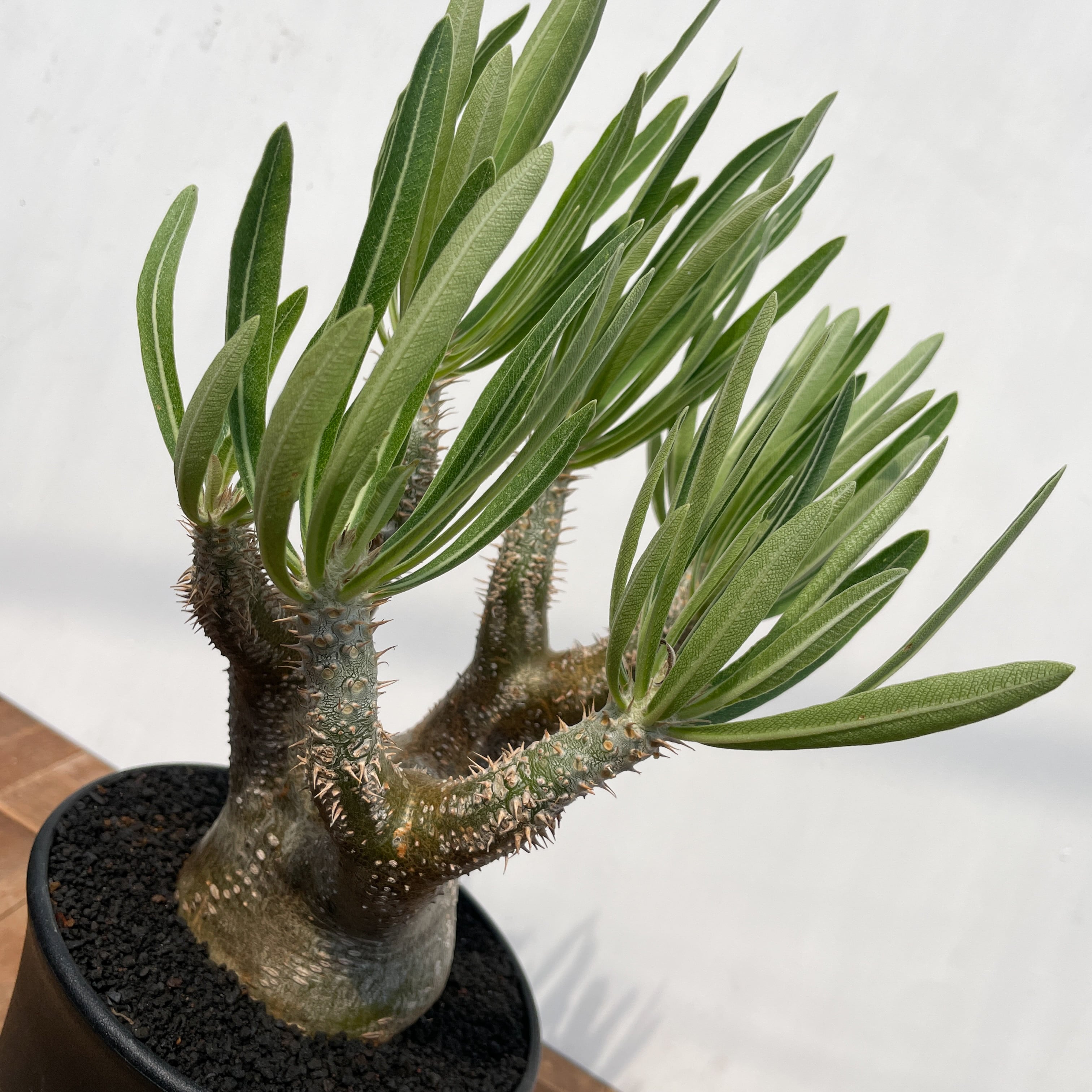 Pachypodium rosulatum var. inopinatum 【パキポディウム