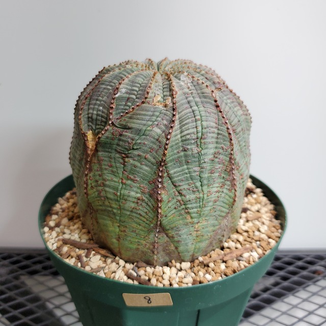 ⑧【特大サイズ】96mm Euphorbia Obesa ユーフォルビア オベサ