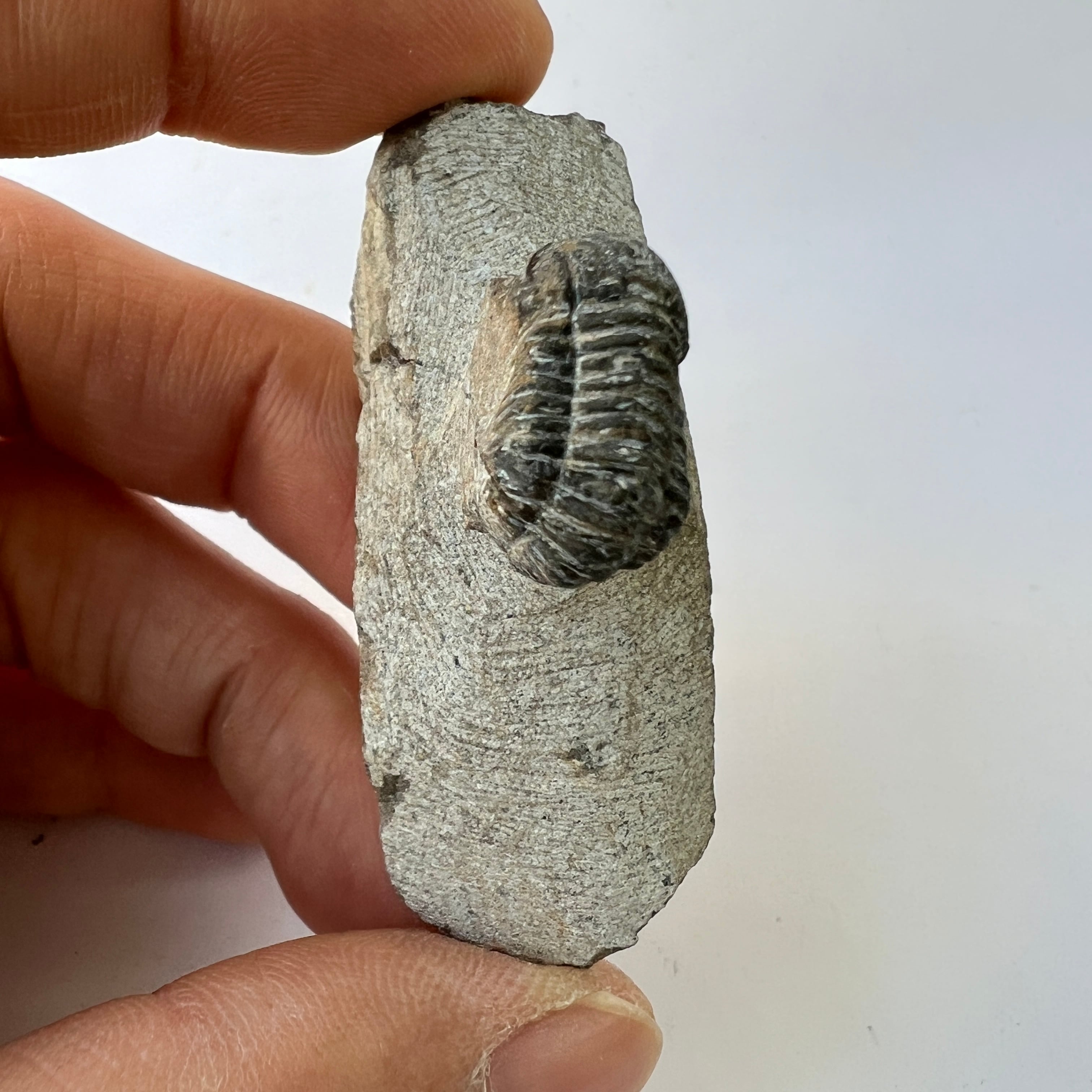三葉虫 化石 fossil ボリビア産 レア Fossil管理③-
