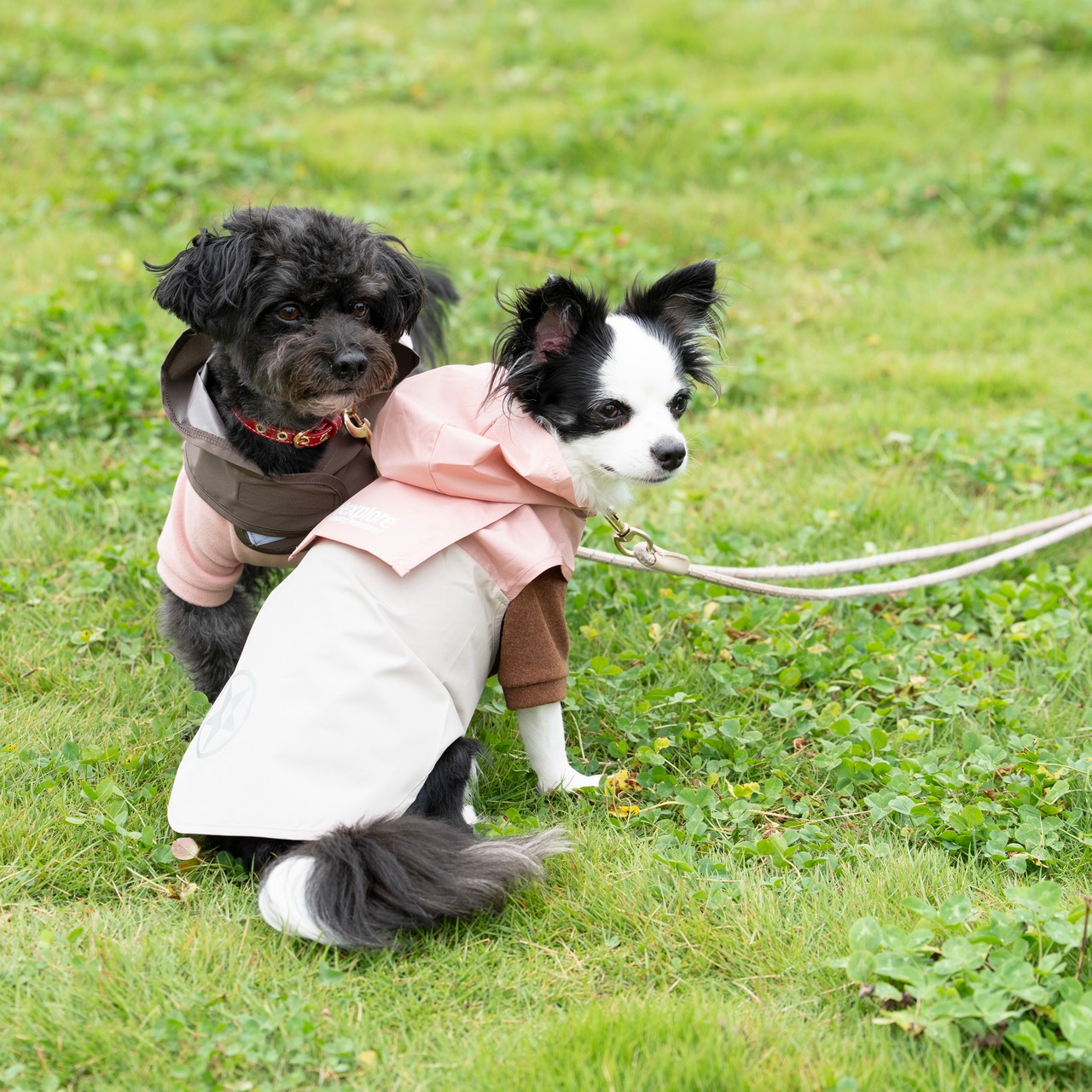 38DOG RAINCORT / PINK