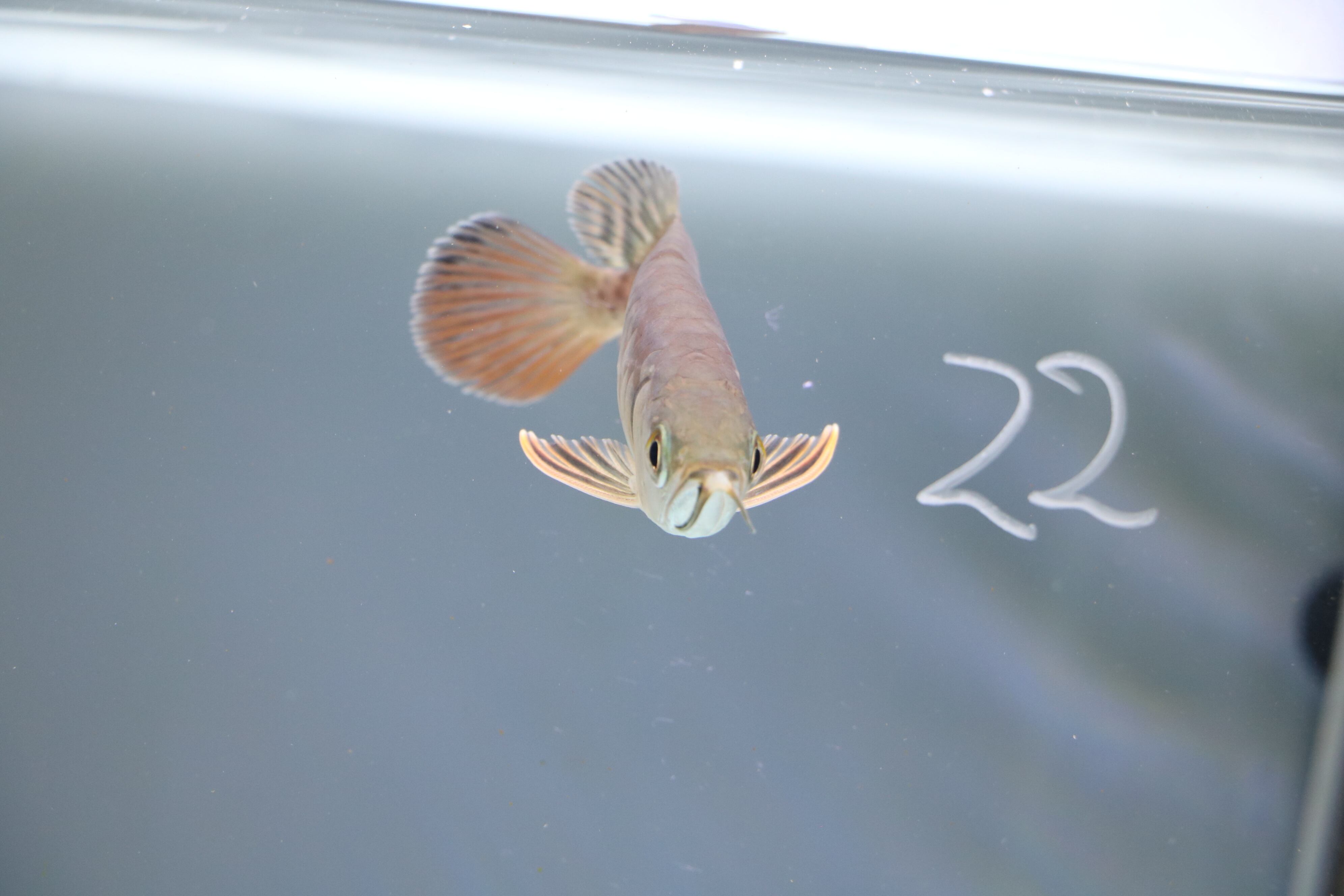 6622 オススメ☆過背金龍ベビー (ブルーベース) ±15㎝《証明書付き