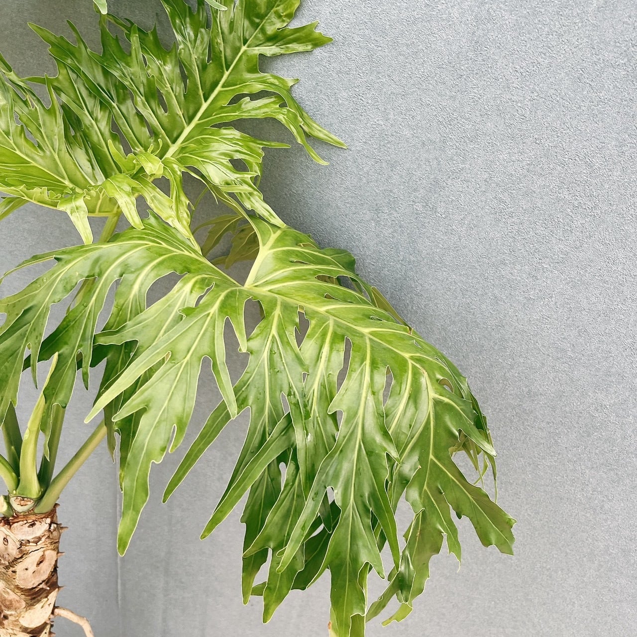 現品］9番 フィロデンドロン セローム 幹上がり 8号 観葉植物 大型