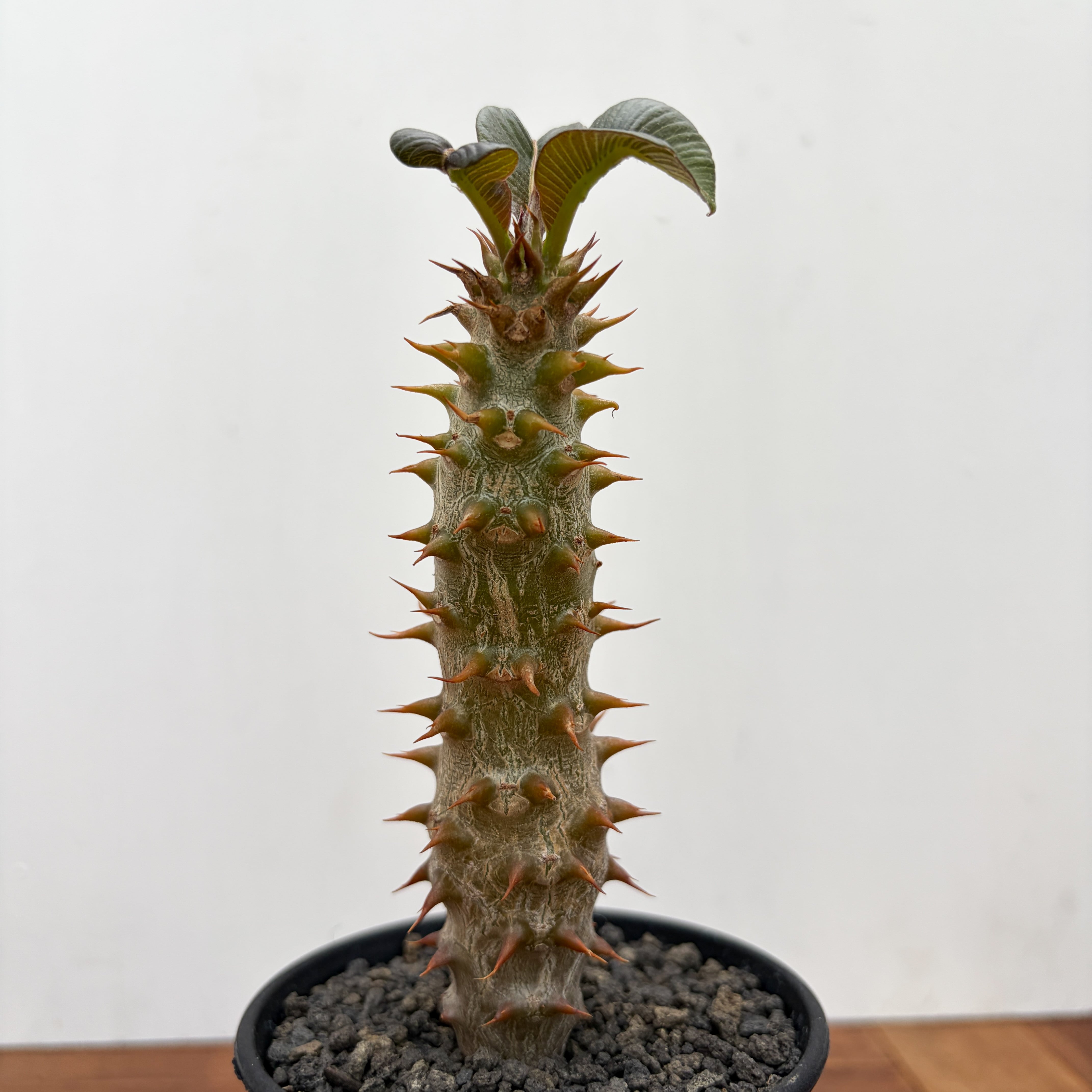 Pachypodium baronii【パキポディウム・バロニー・実生】 | RIMO'S