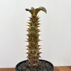 Pachypodium baronii【パキポディウム・バロニー・実生】