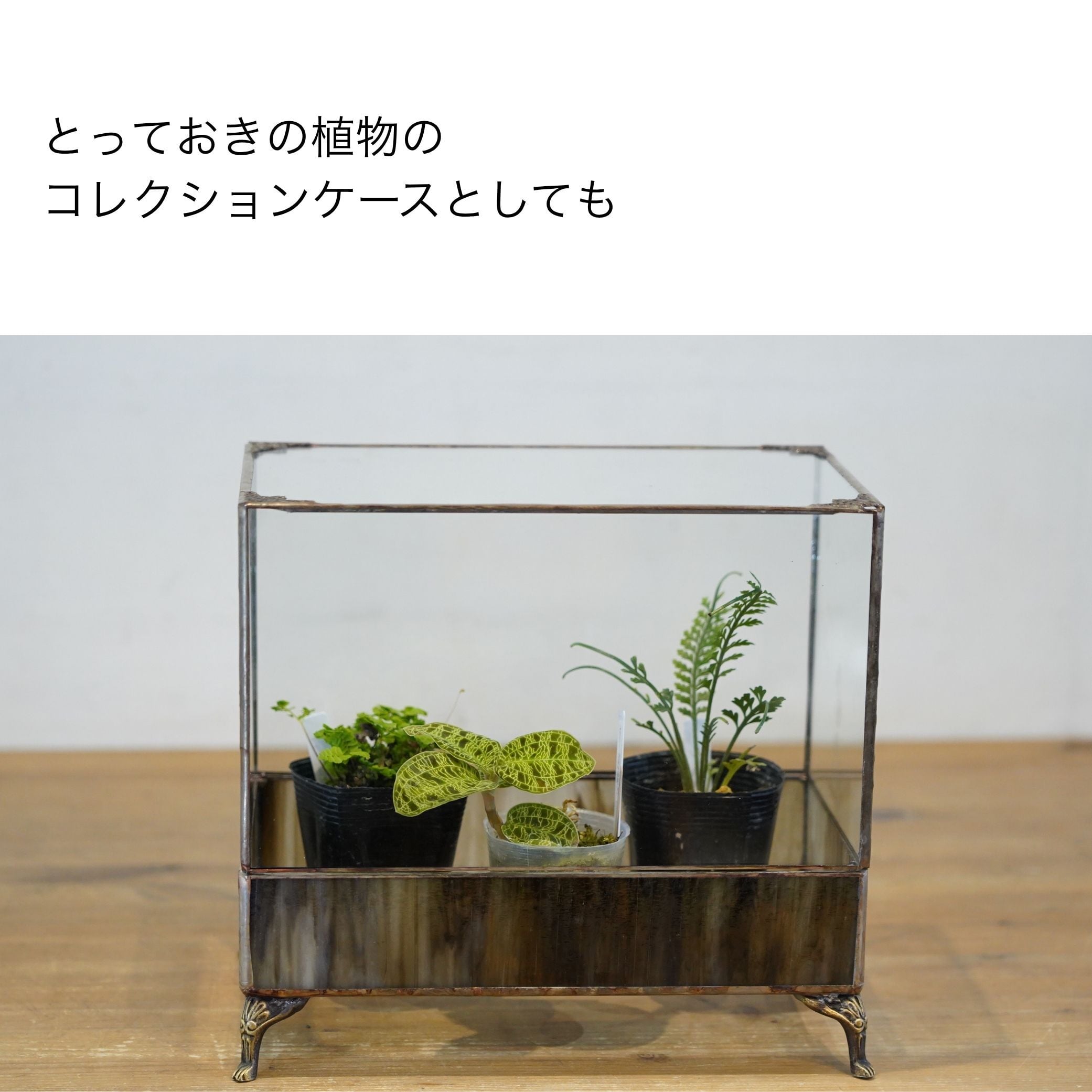 限定5台】植物を美しく見せるワーディアンケース｜IKUIT×道草コラボ