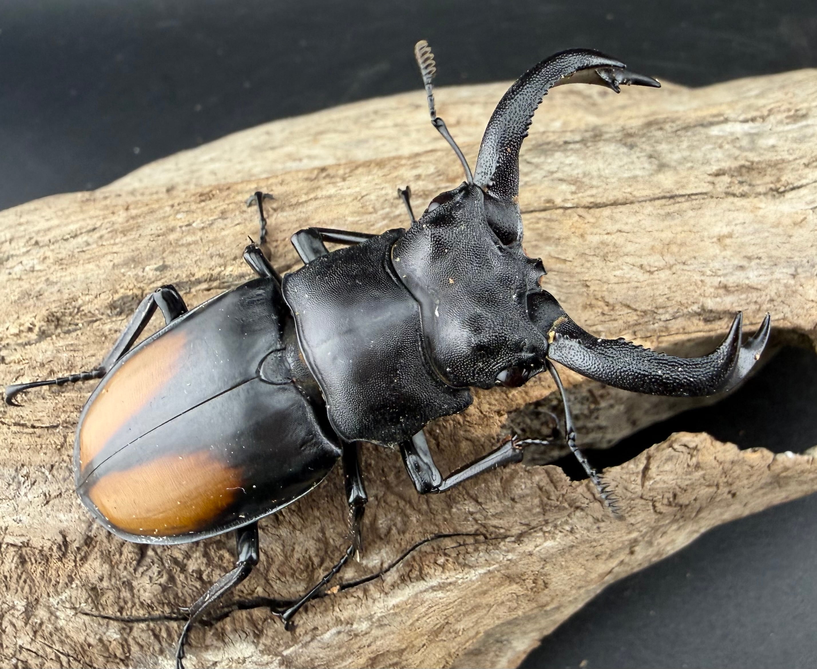 WD】《リノケロスフタマタクワガタ 87mm ペア》 | KPW公式オンライン