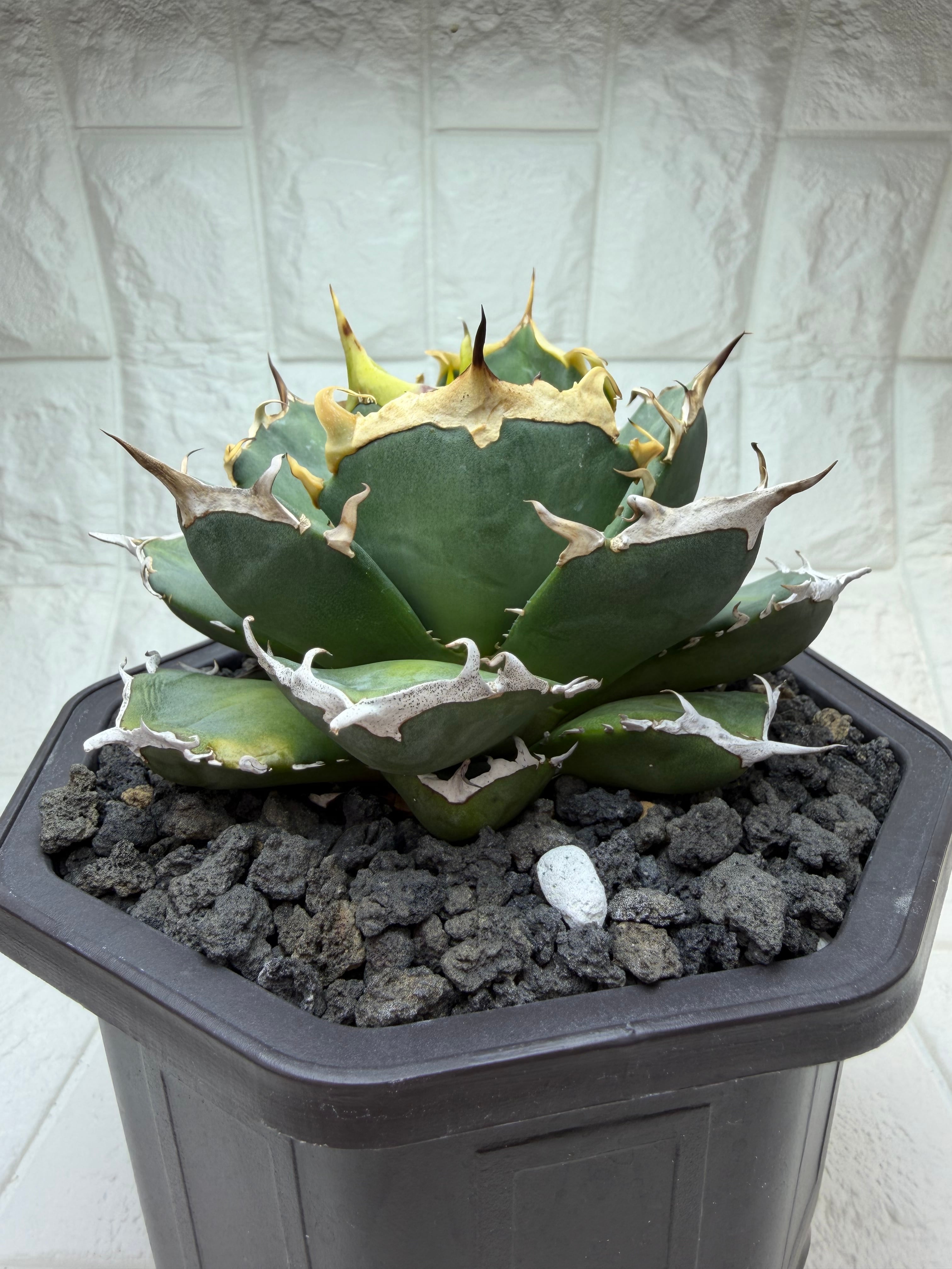 CJ-11 子株　cj plants CJ-11｜正規タグ付き・日本正規個体 | AZ.PLANTS
