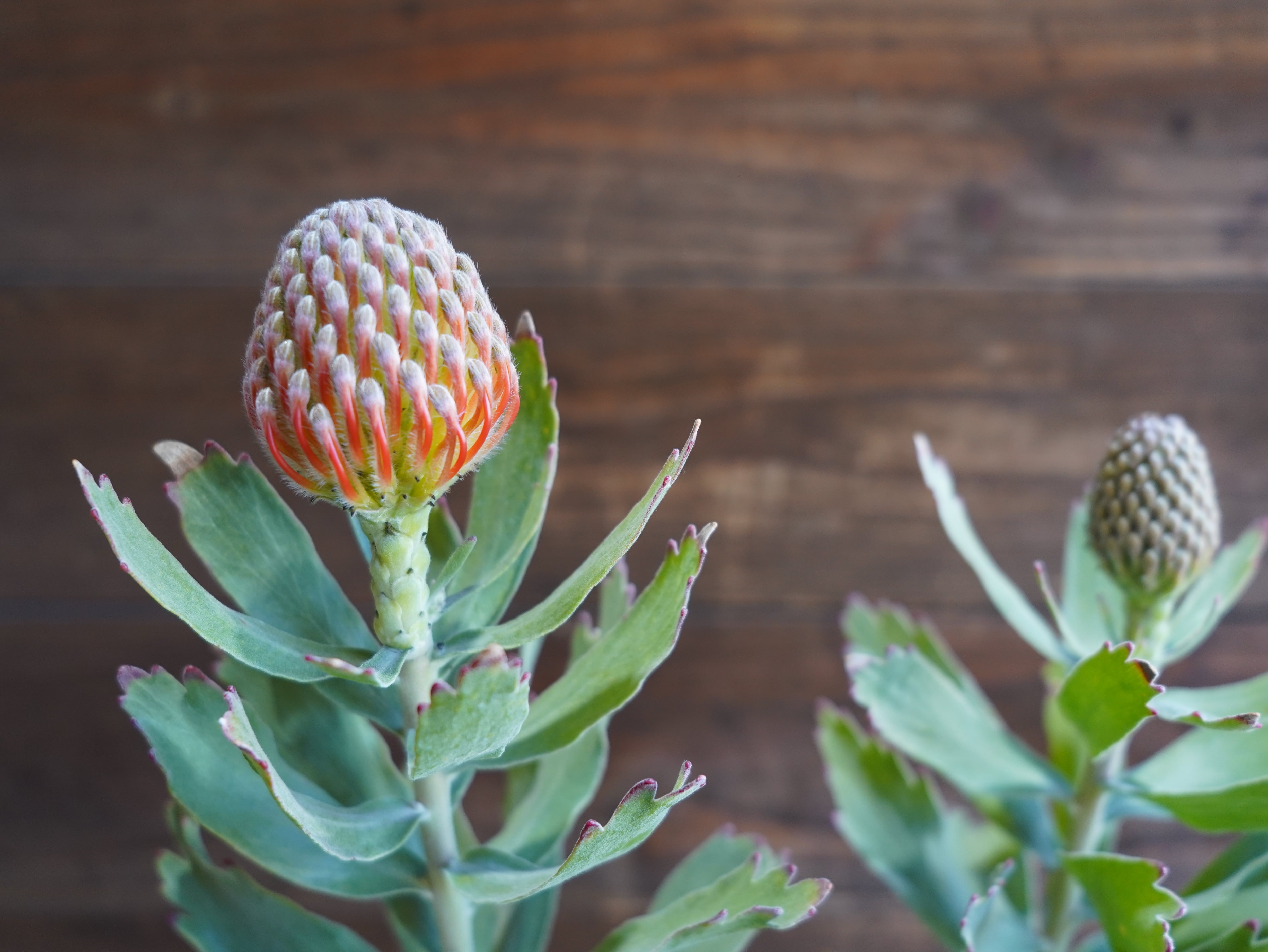 【現物】リューコスペルマム　"カーニバルクリムゾン"