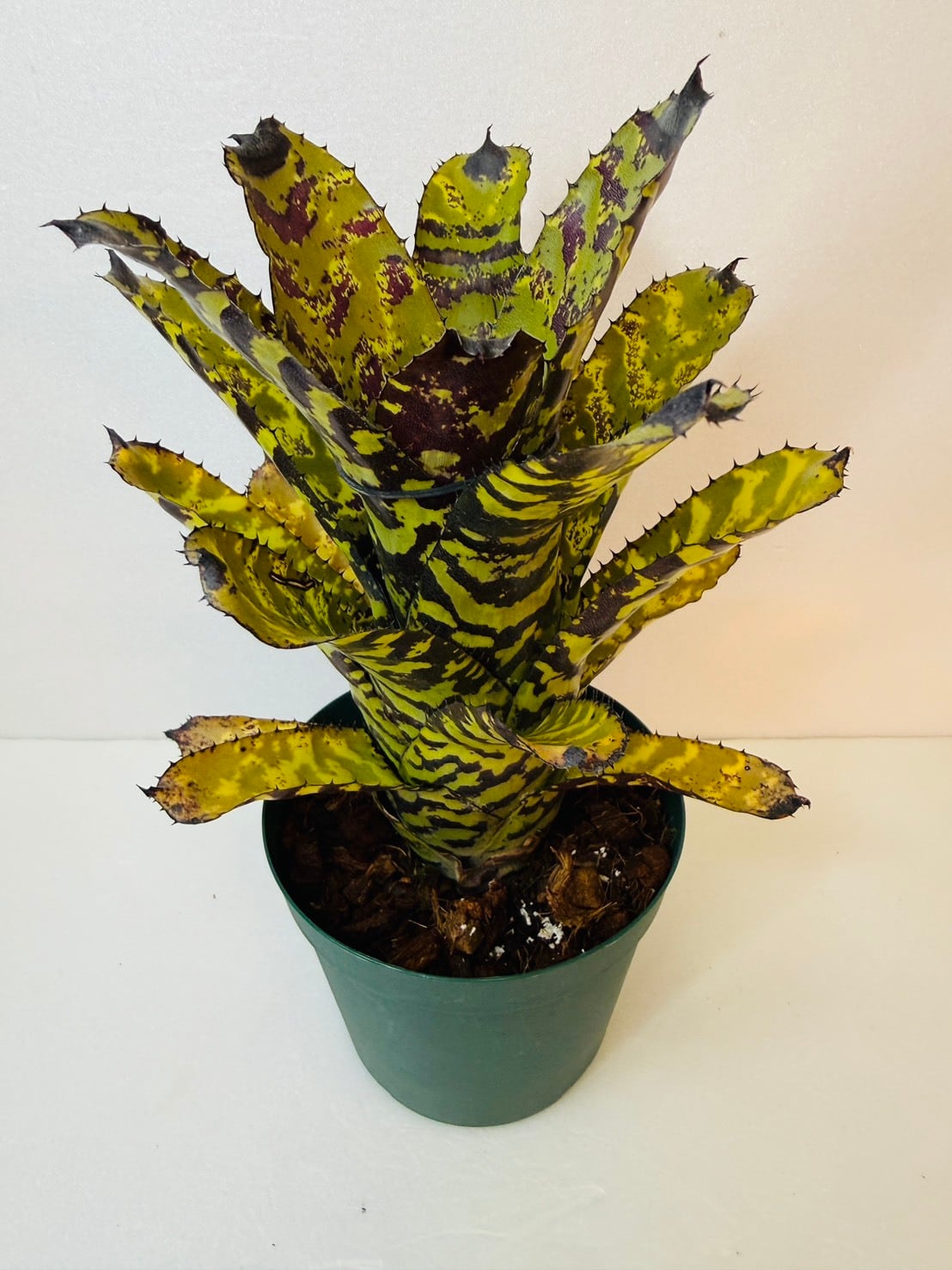 観葉植物と雑貨のお店 VIVAGREEN