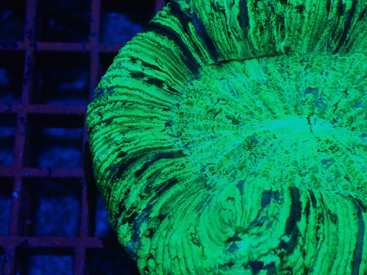 【現地買付】Trachyphyllia geofroy From Makassar