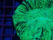 【現地買付】Trachyphyllia geofroy From Makassar