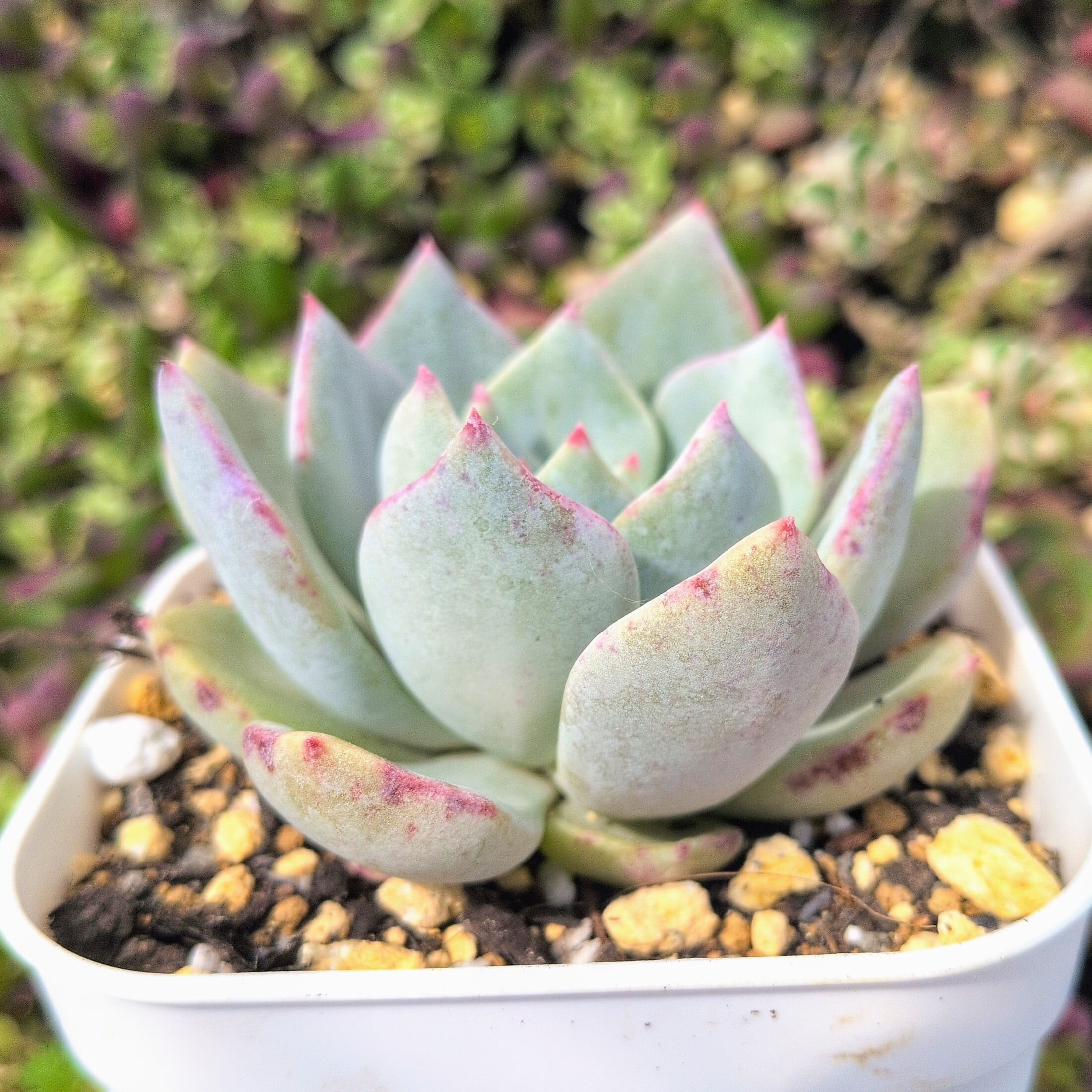 選抜前ST交配 エケベリア ストリクチフローラ ノヴァxラウイ 実生苗