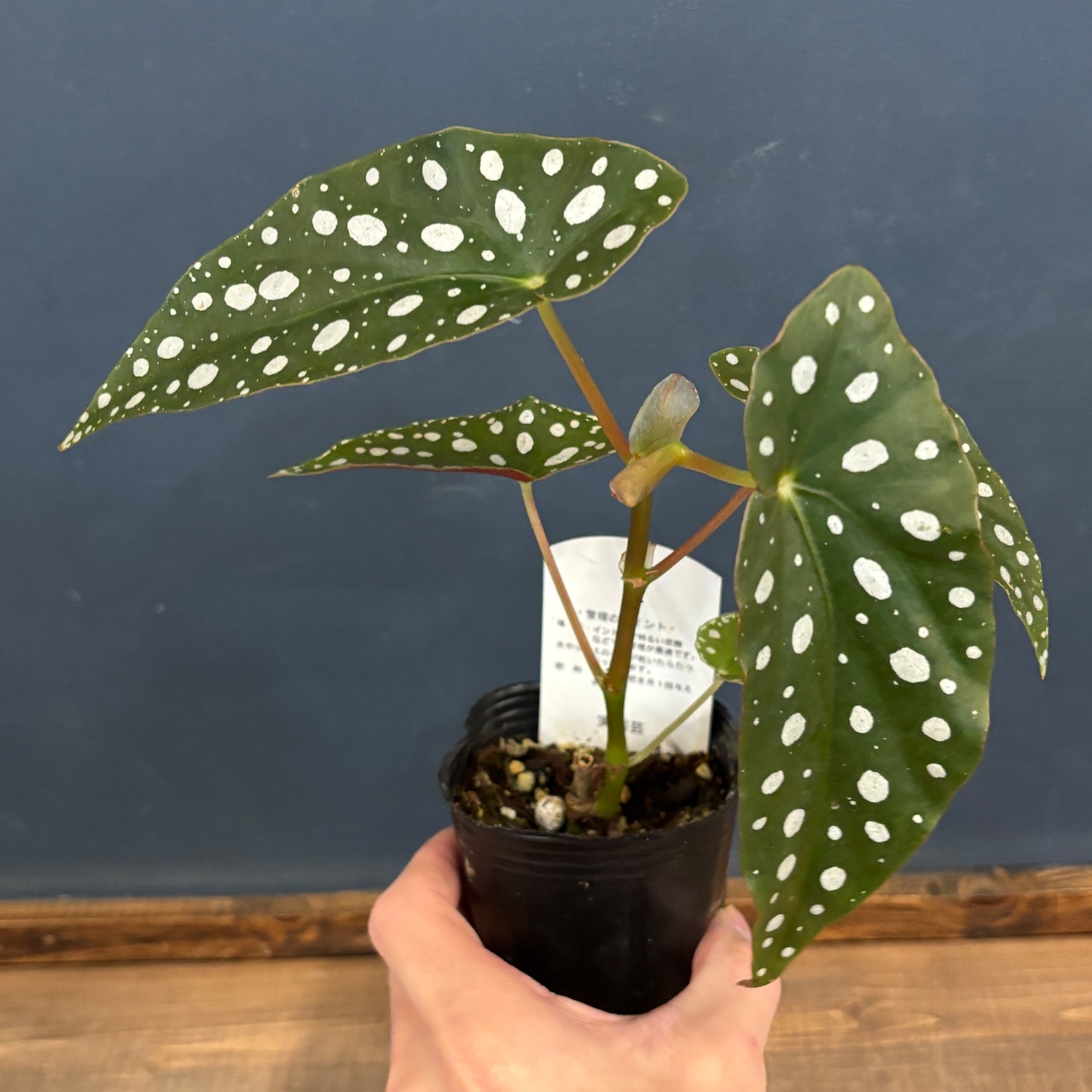 ベゴニア マクラータ【528】