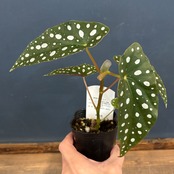 ベゴニア マクラータ【528】