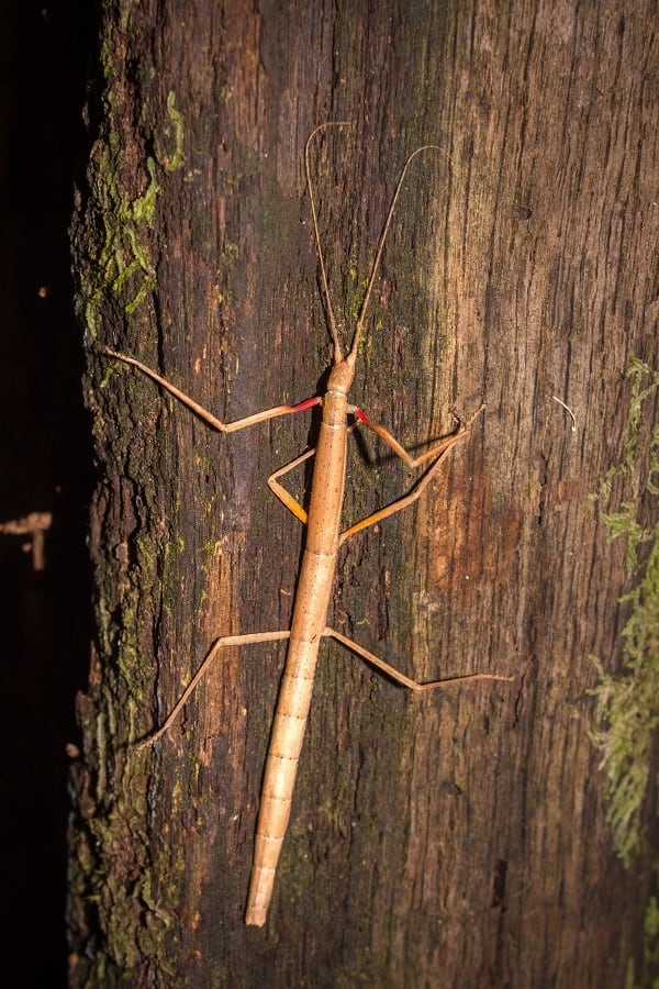 卵10個】インドナナフシ タランチュラコノハムシカマキリマンティス