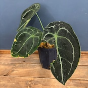 アンスリウム フォルゲッティ【1090】