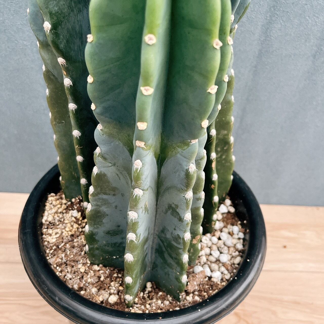 現品］10番 柱サボテン 鬼面角 3本立て 8号 観葉植物 多肉植物