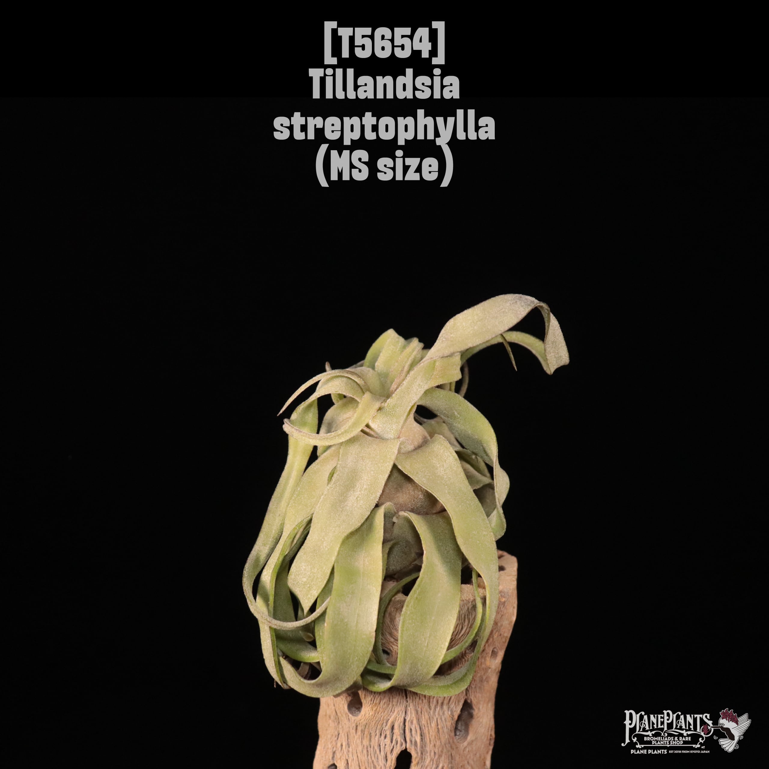 【送料無料】streptophylla MS〔エアプランツ〕現品発送T5654