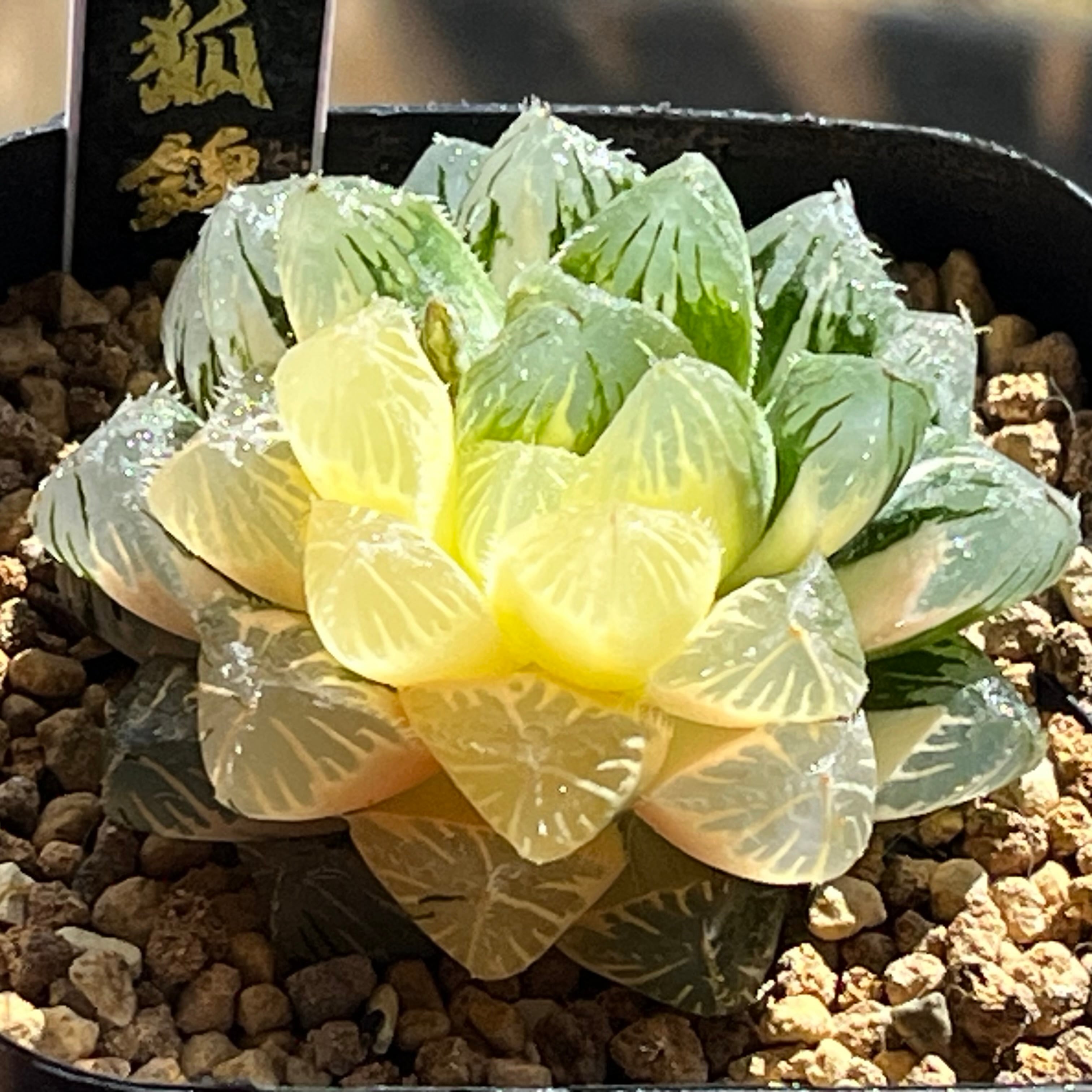 ハオルチア 花狐錦 ハオルチア 花狐錦 | mocono_plants