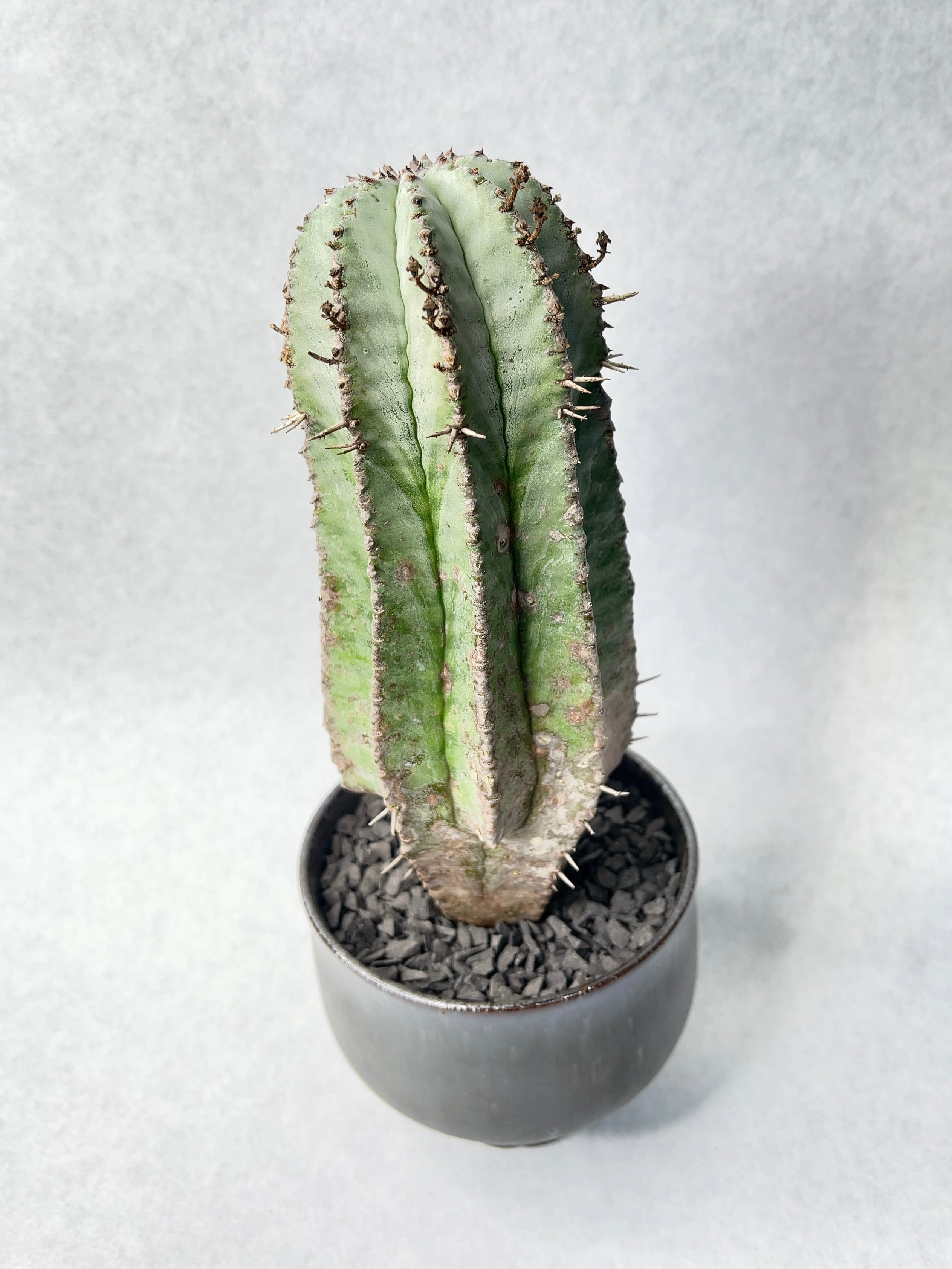 ユーフォルビア・ホリダ | trigger