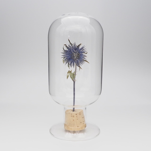 Glass Dome Object/ Eryngium L