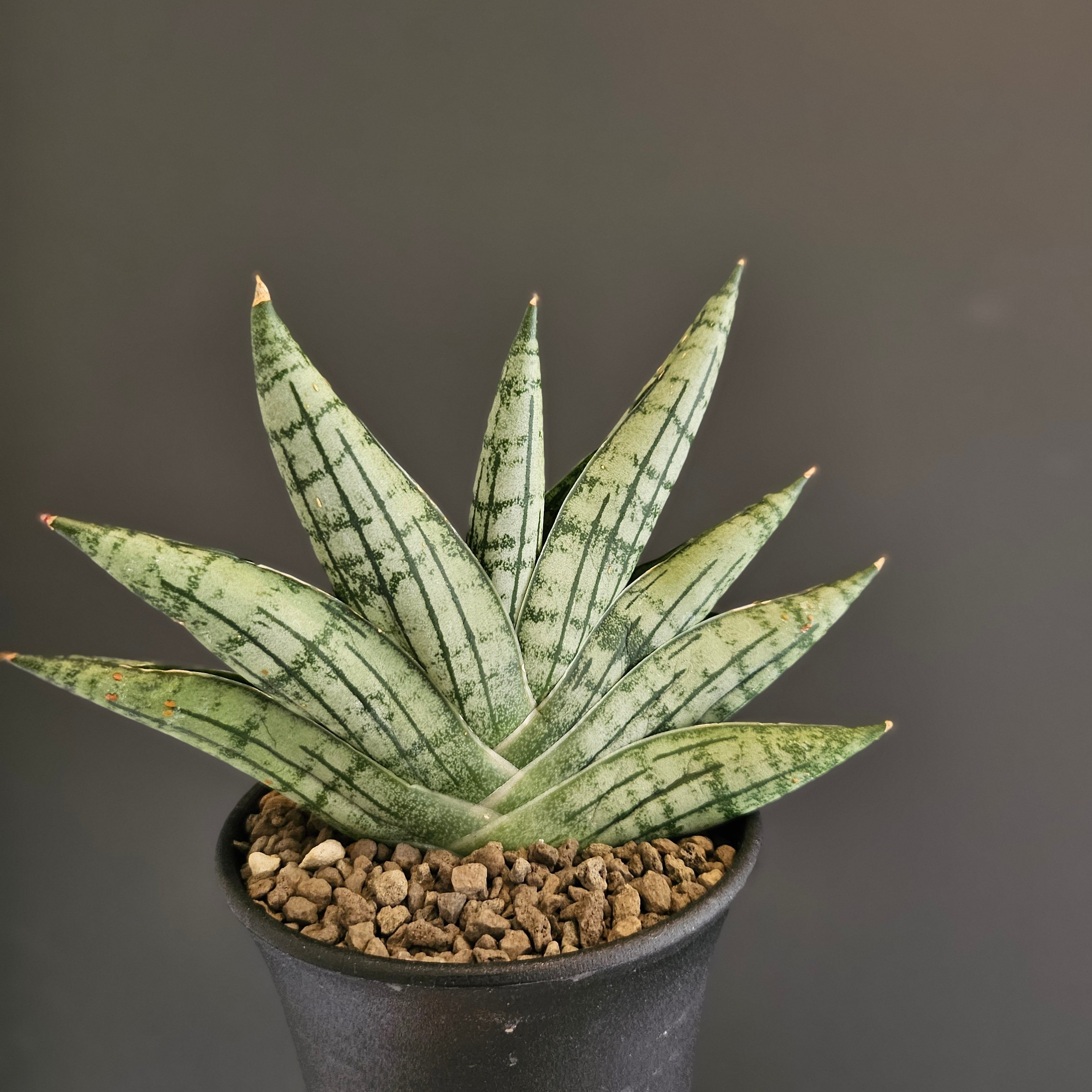 EMP サンセベリア マーシャアンジャニ / SA317 Sansevieria manja サンスベリア マンジャ | Plants Baka