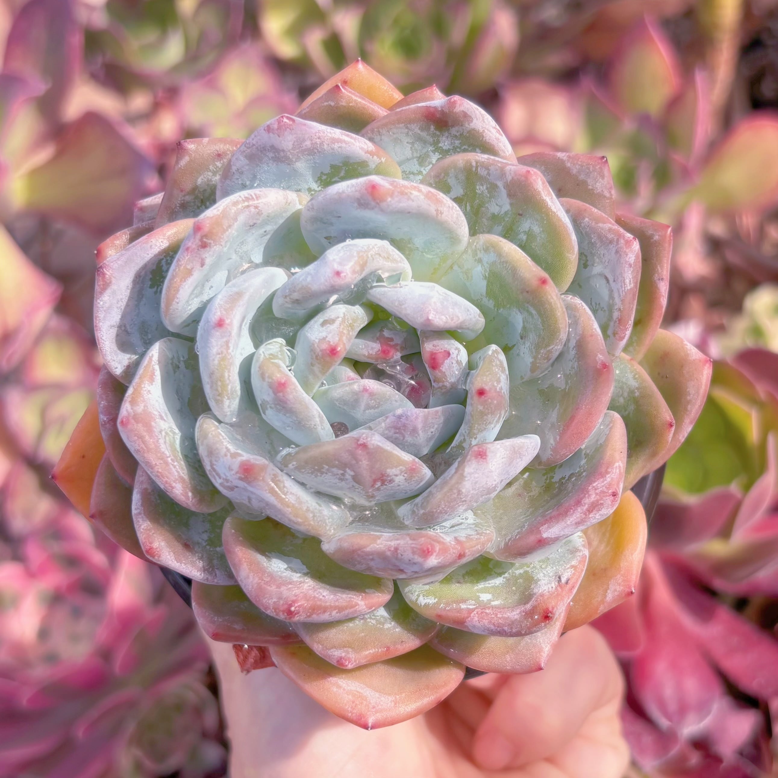 現品　星影#B03　大苗　るる農園