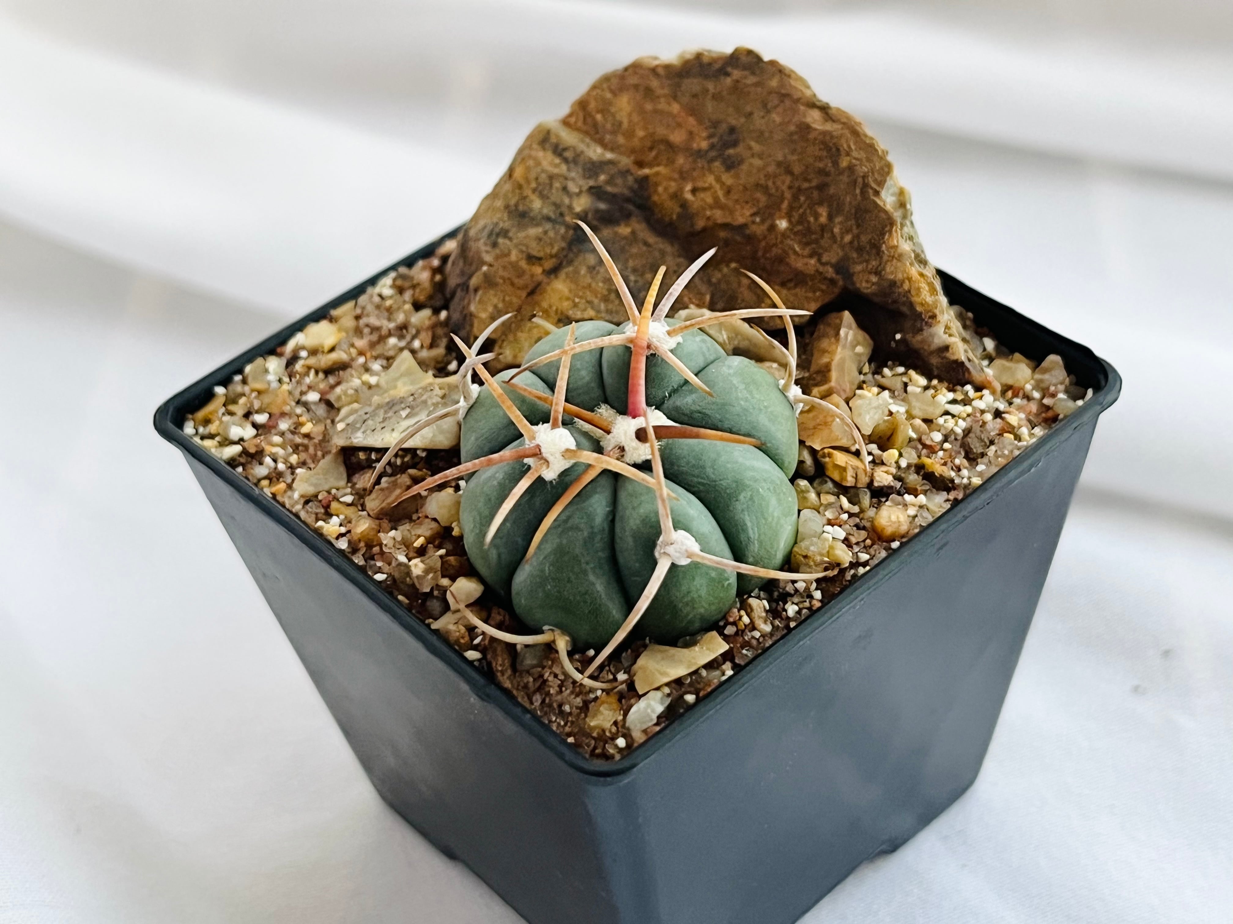 ご注文品 | plants MARU ーサボテン・多肉植物のお店ー