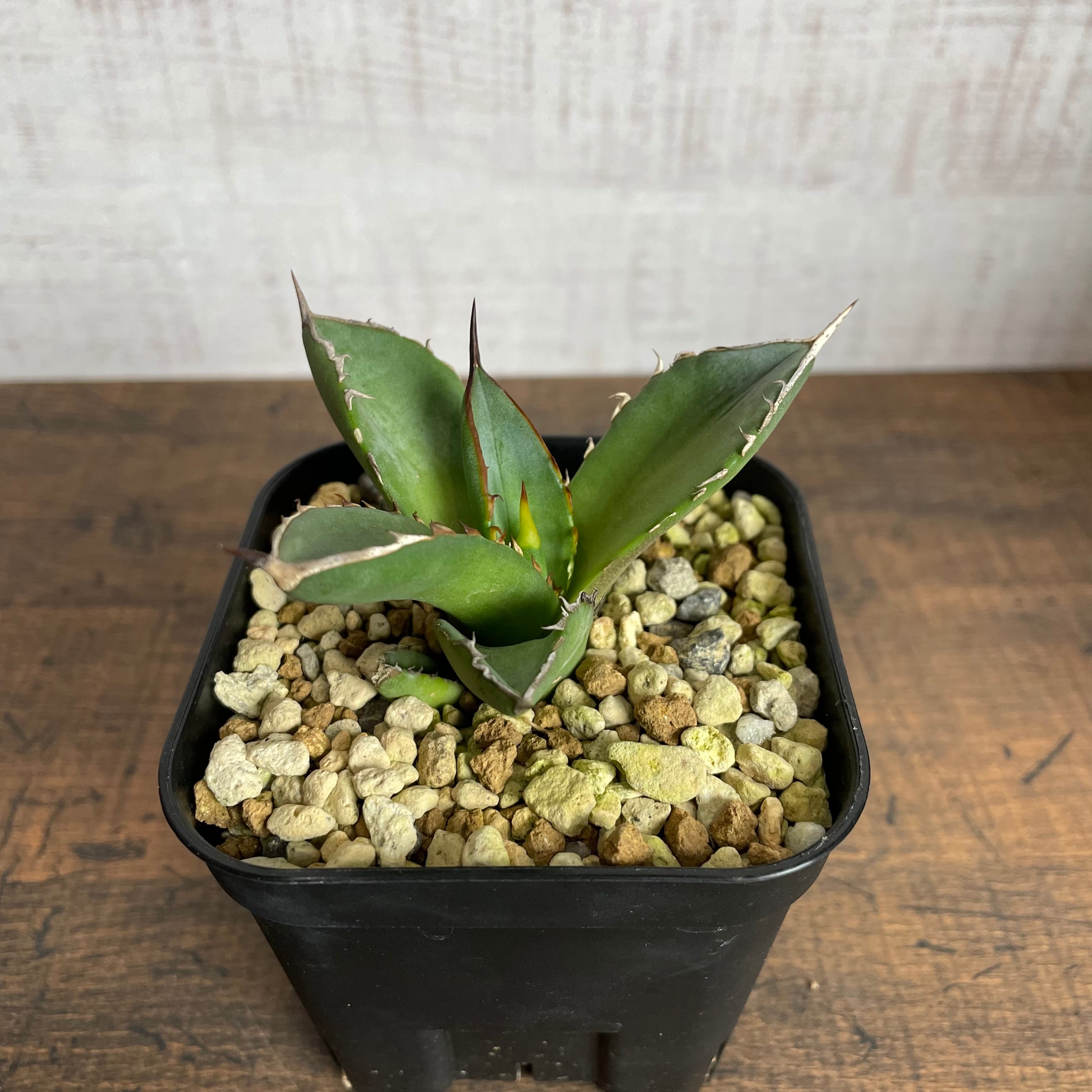 Agave titanota ''小島'' 子株 / ベアルート輸入株 / 発根済み