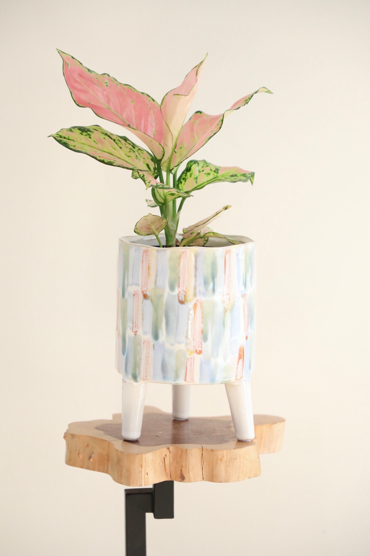 【S】アグラオネマ オースピシャスレッド/Aglaonema ※陶器鉢カバー付き