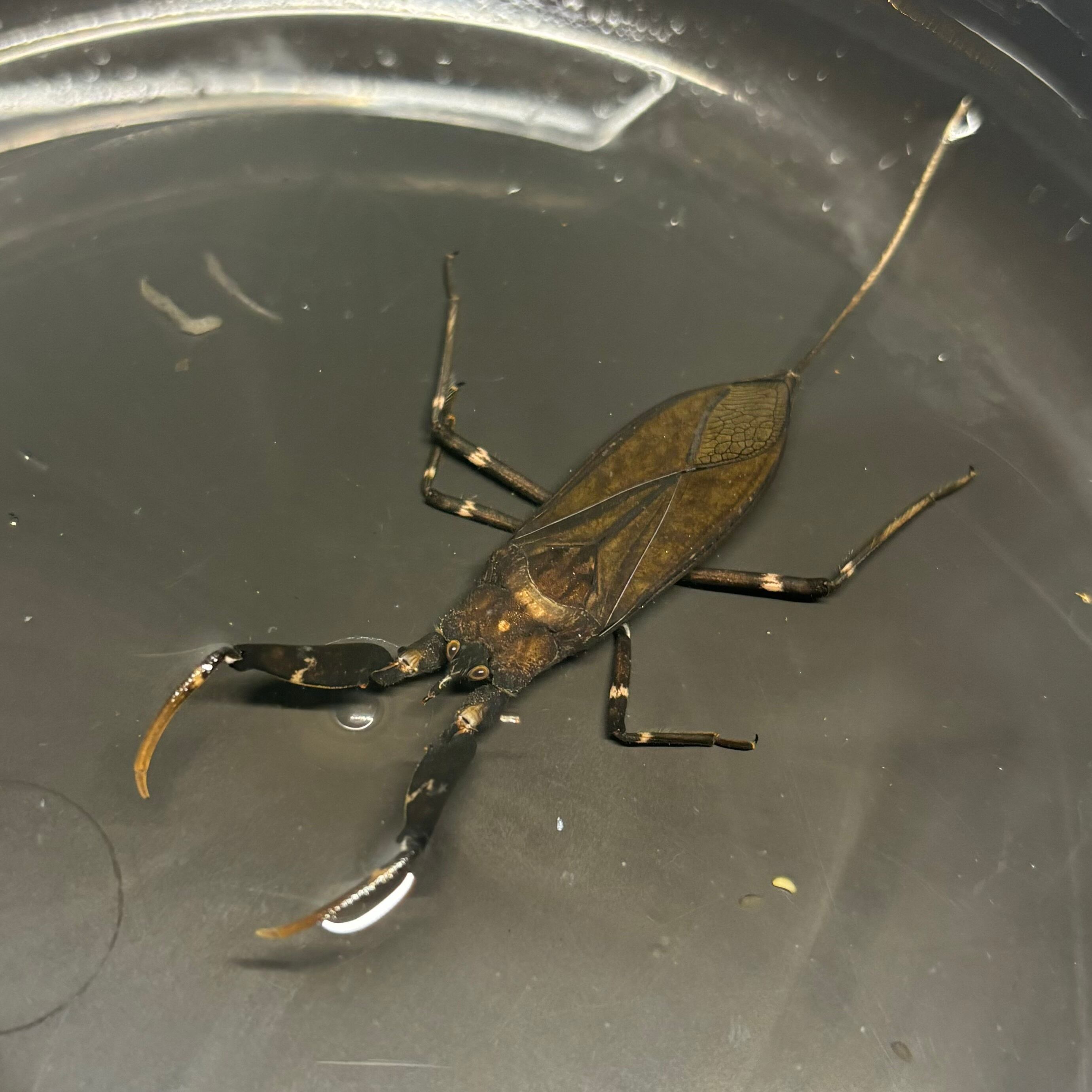 その他奇蟲 | 昆虫ショップ BUG FOREST 【カブト、クワガタ