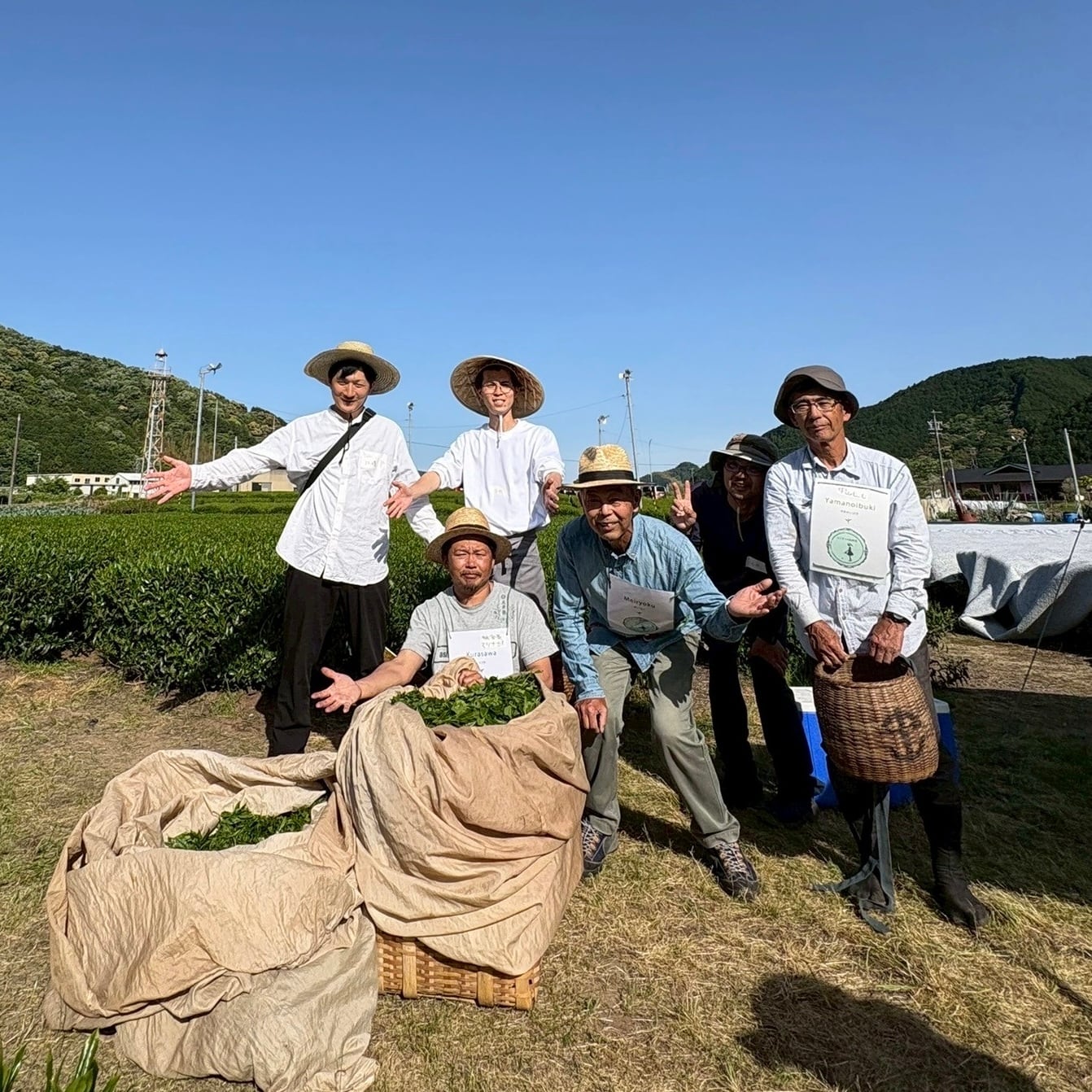 ◇2025春の手摘み◇はじまりの和紅茶《ロイヤル》First Spring (水出し