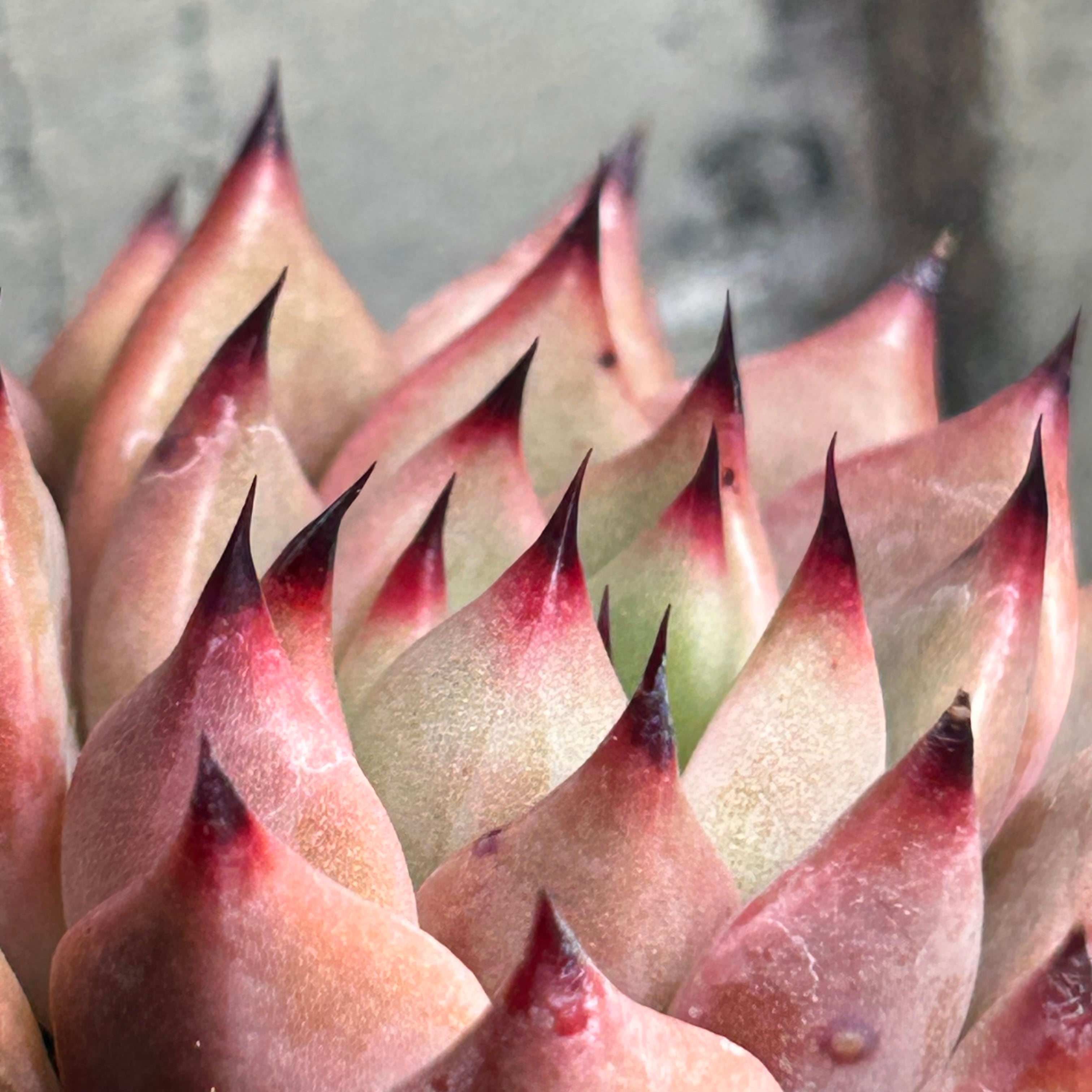 エルサシア | RuPo 多肉植物専門店