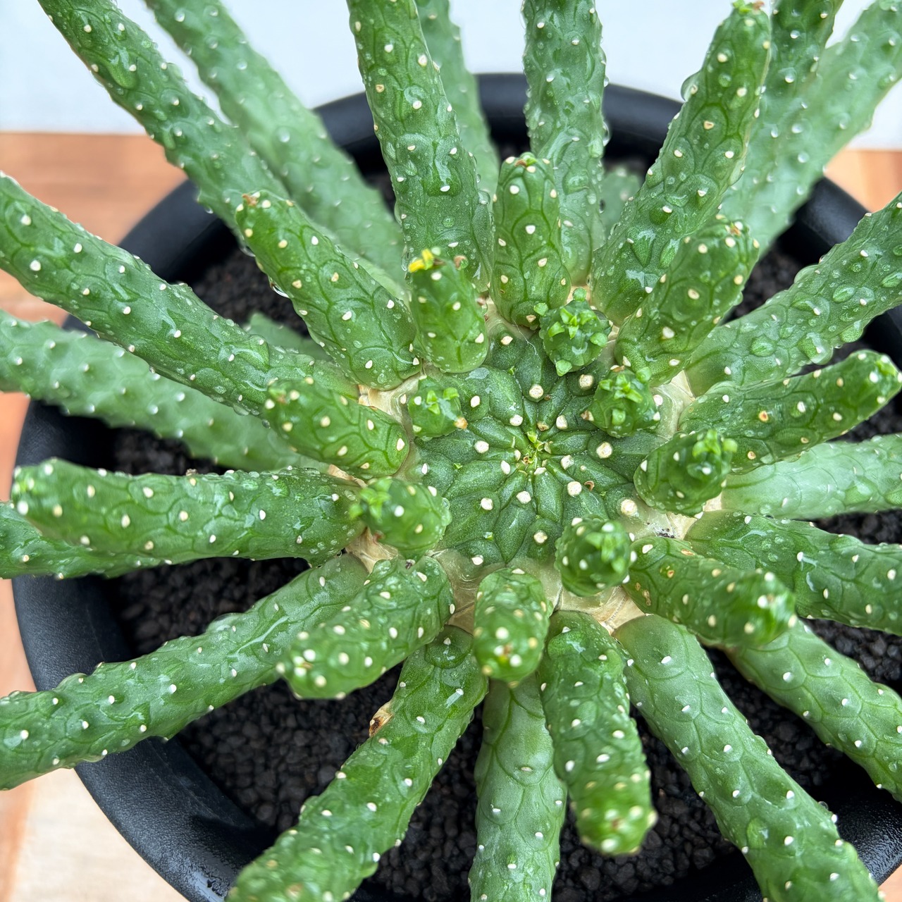 Euphorbia inermis【ユーフォルビア・イネルミス・九頭竜】