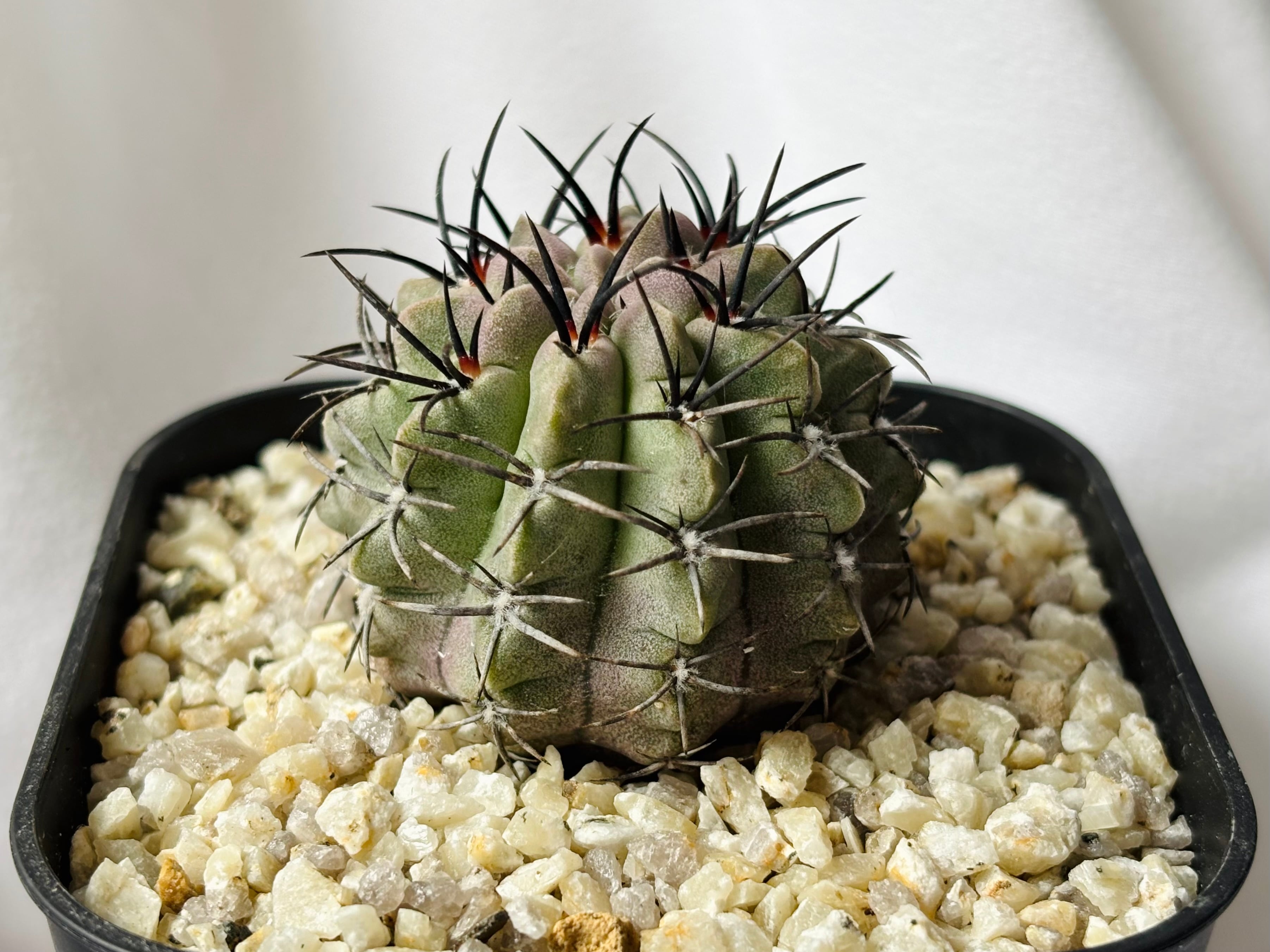 Eriosyce napina エリオシケ ナピナ サボテン | plants MARU