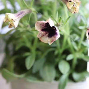 アンティークカラーの小さいお花ペチュニアシュバリエブライトナイト