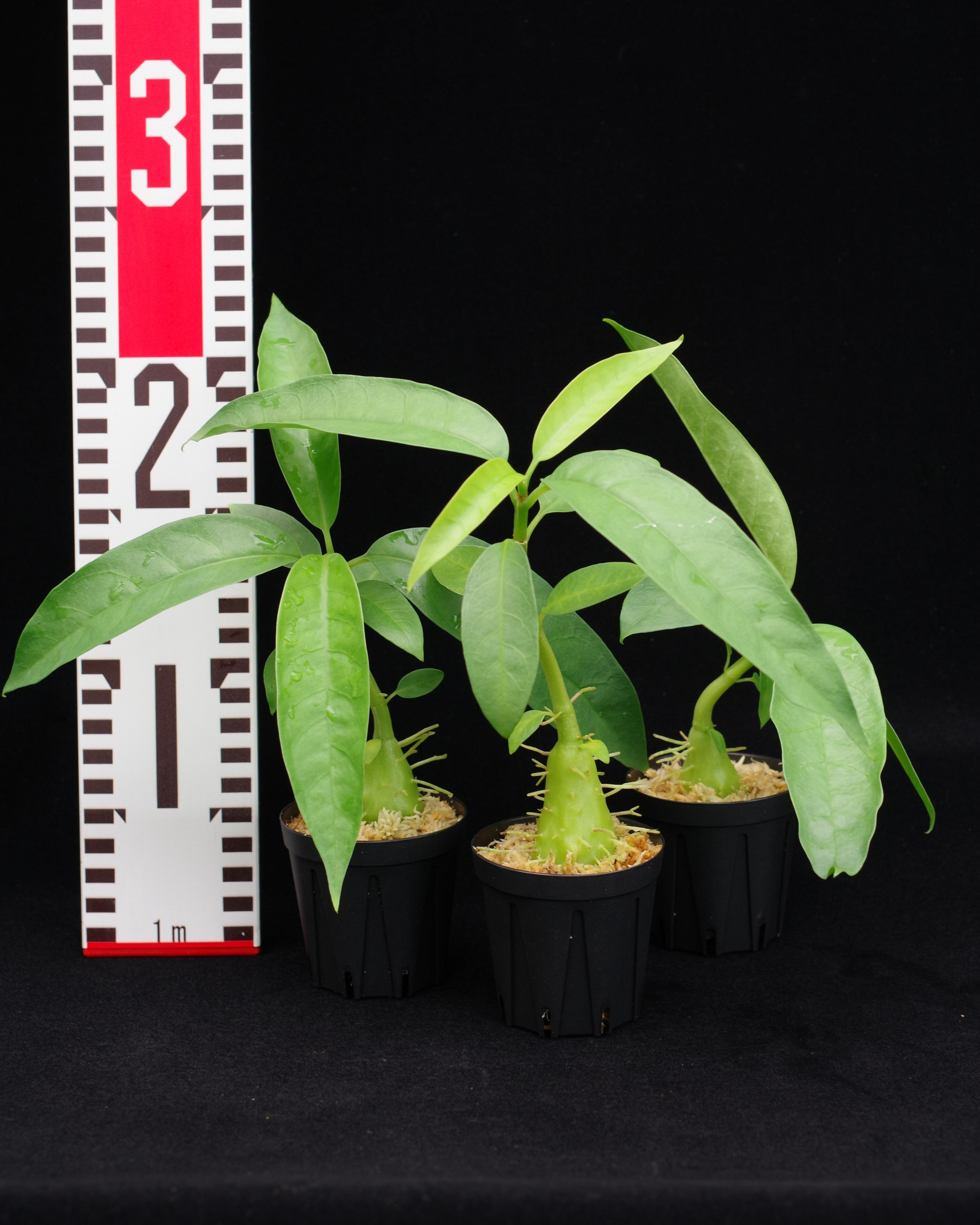 Hydnophytum sp. Oro prov. | 伊藤蟻植物農園