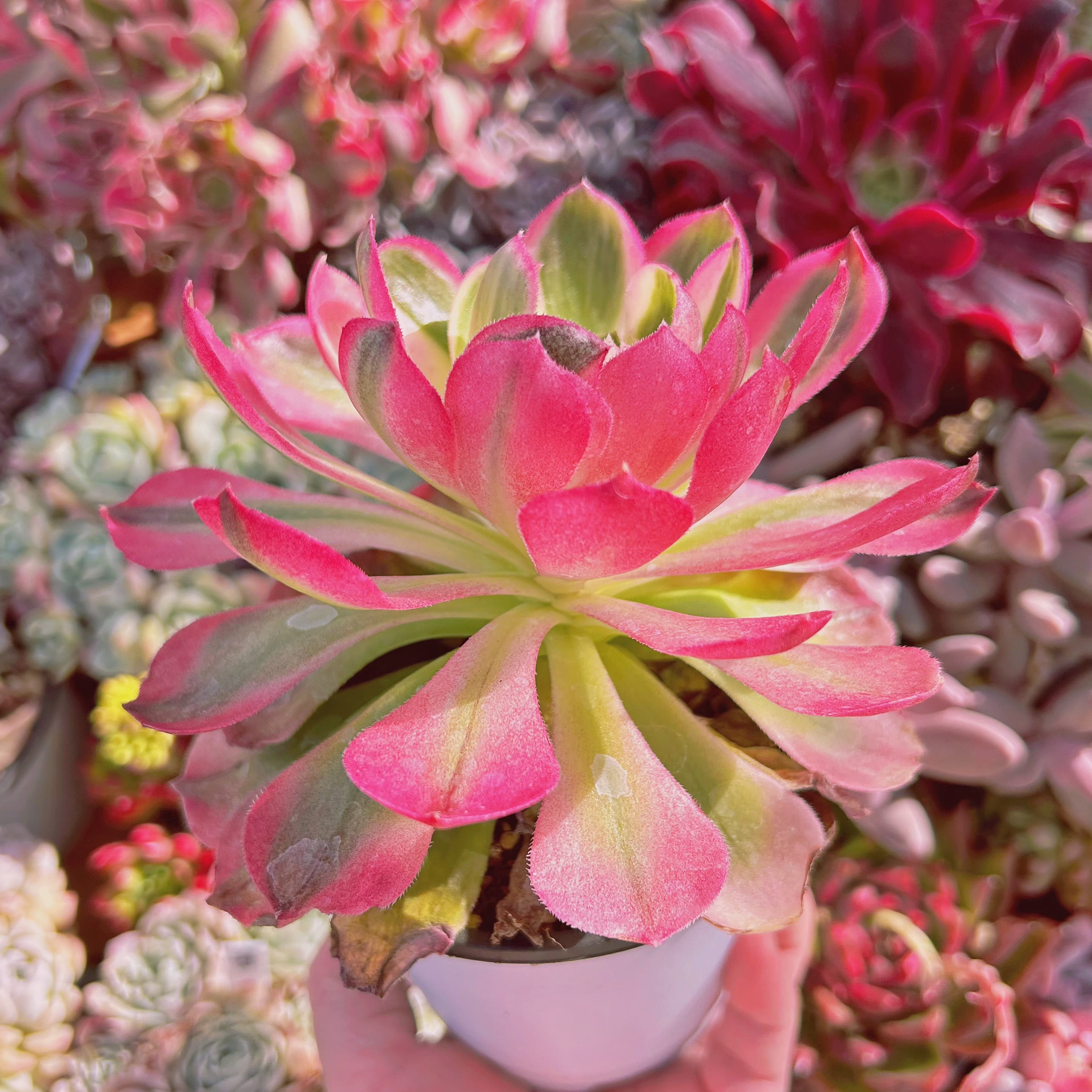 790現物 多肉植物 Aeonium 海王 特大 抜き苗 | るる農園~多肉植物専門