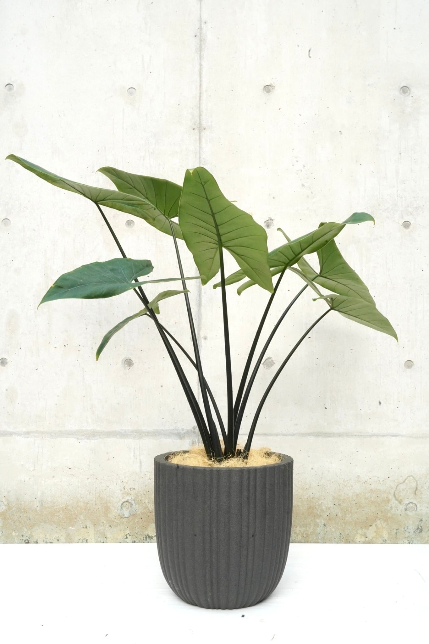 希少】アロカシア ブラックゼブリナ ＋ セレクト鉢 | V.PARK 