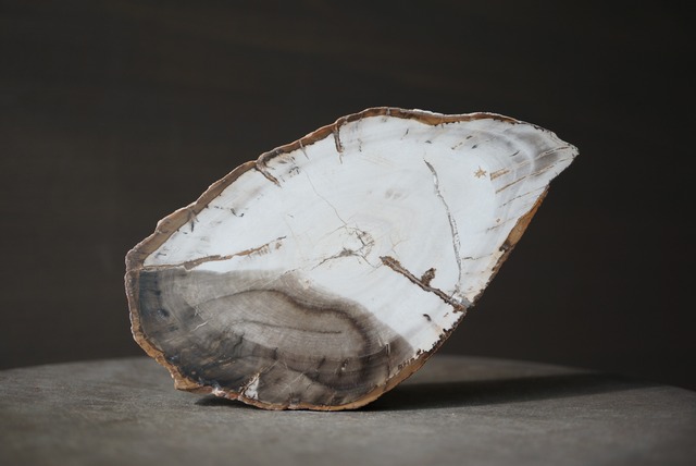 マダガスカル産ペトリファイドウッド Petrified Wood 1270