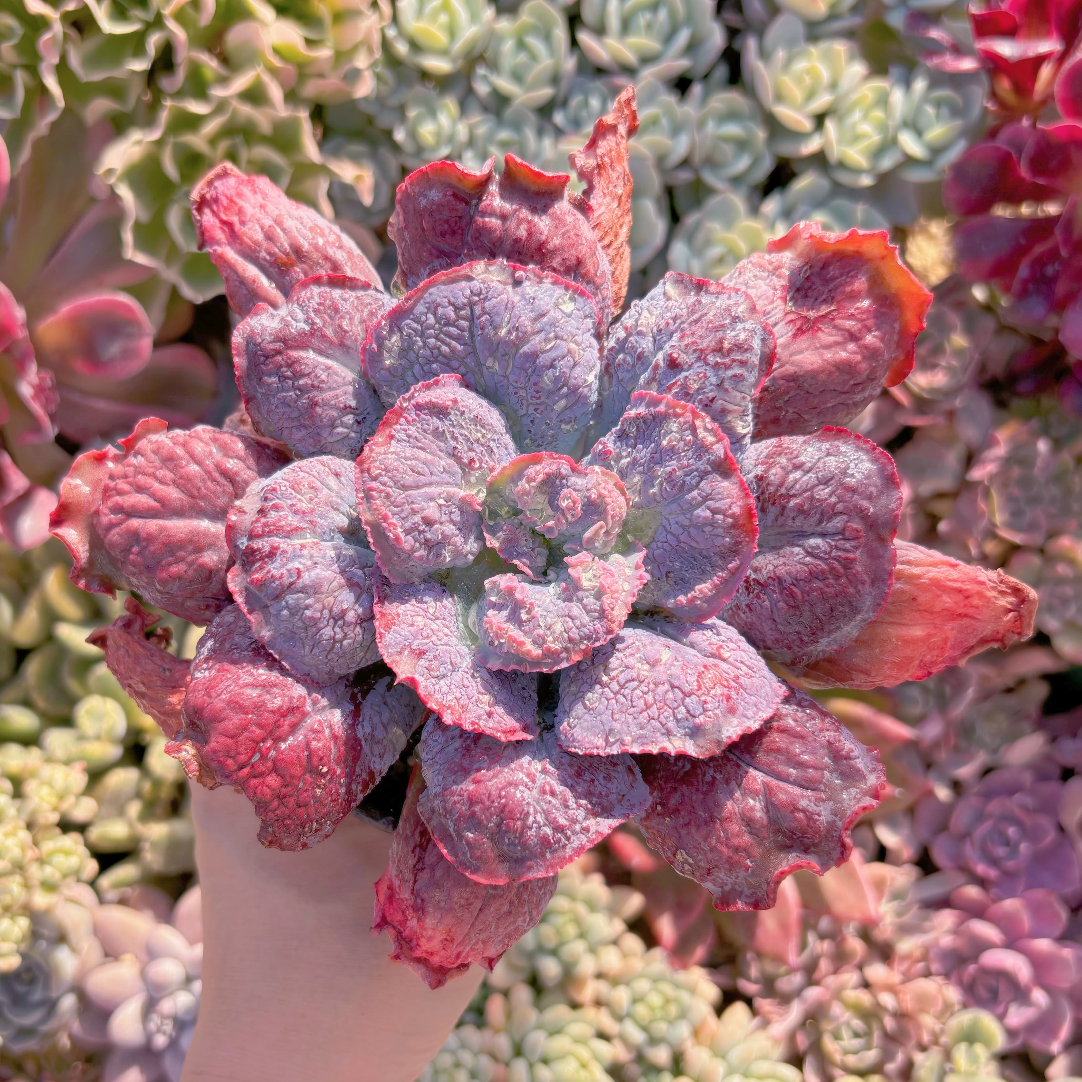 現品　Baron Bold#024　るる農園