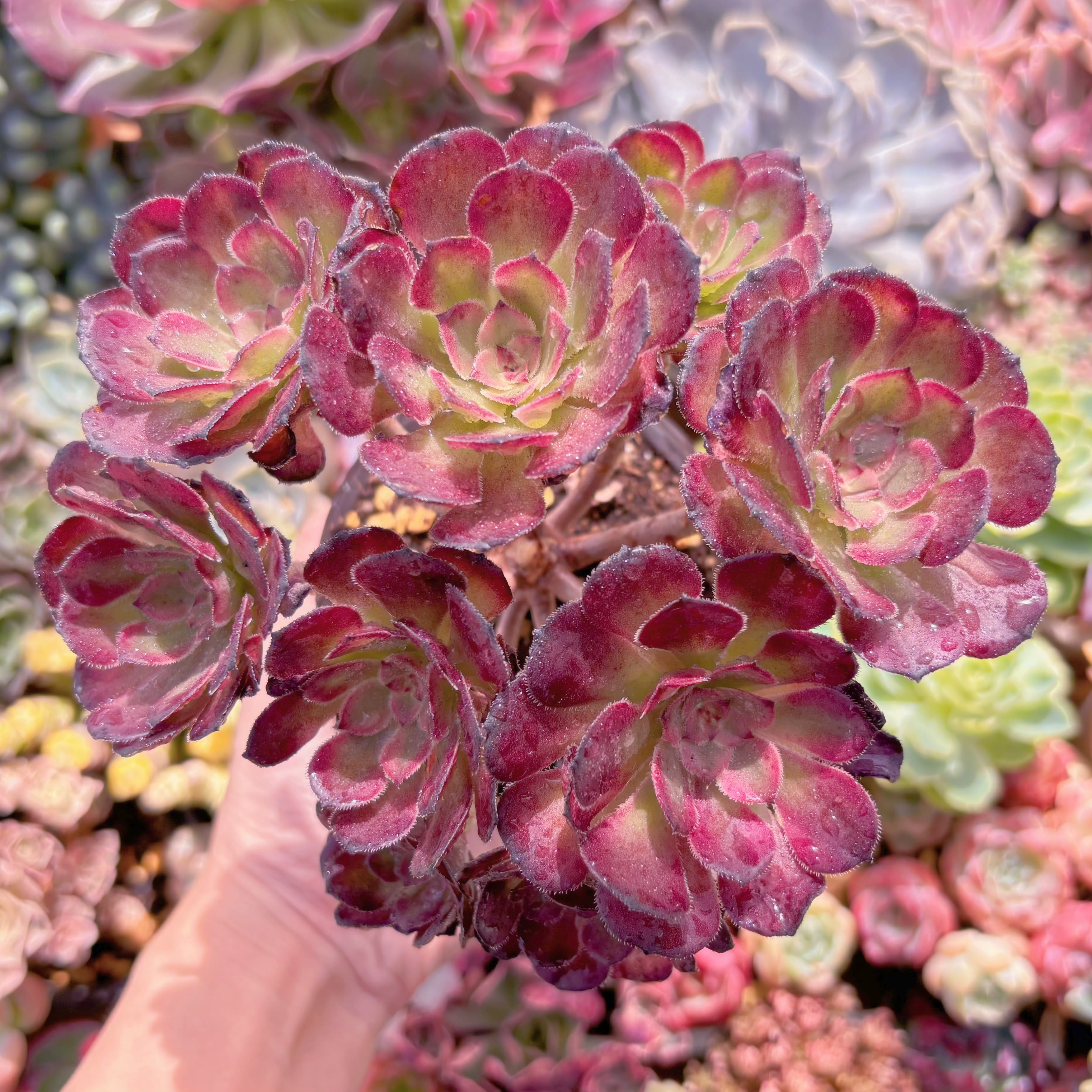 現品　ブラックチェリー#914　大群生　るる農園