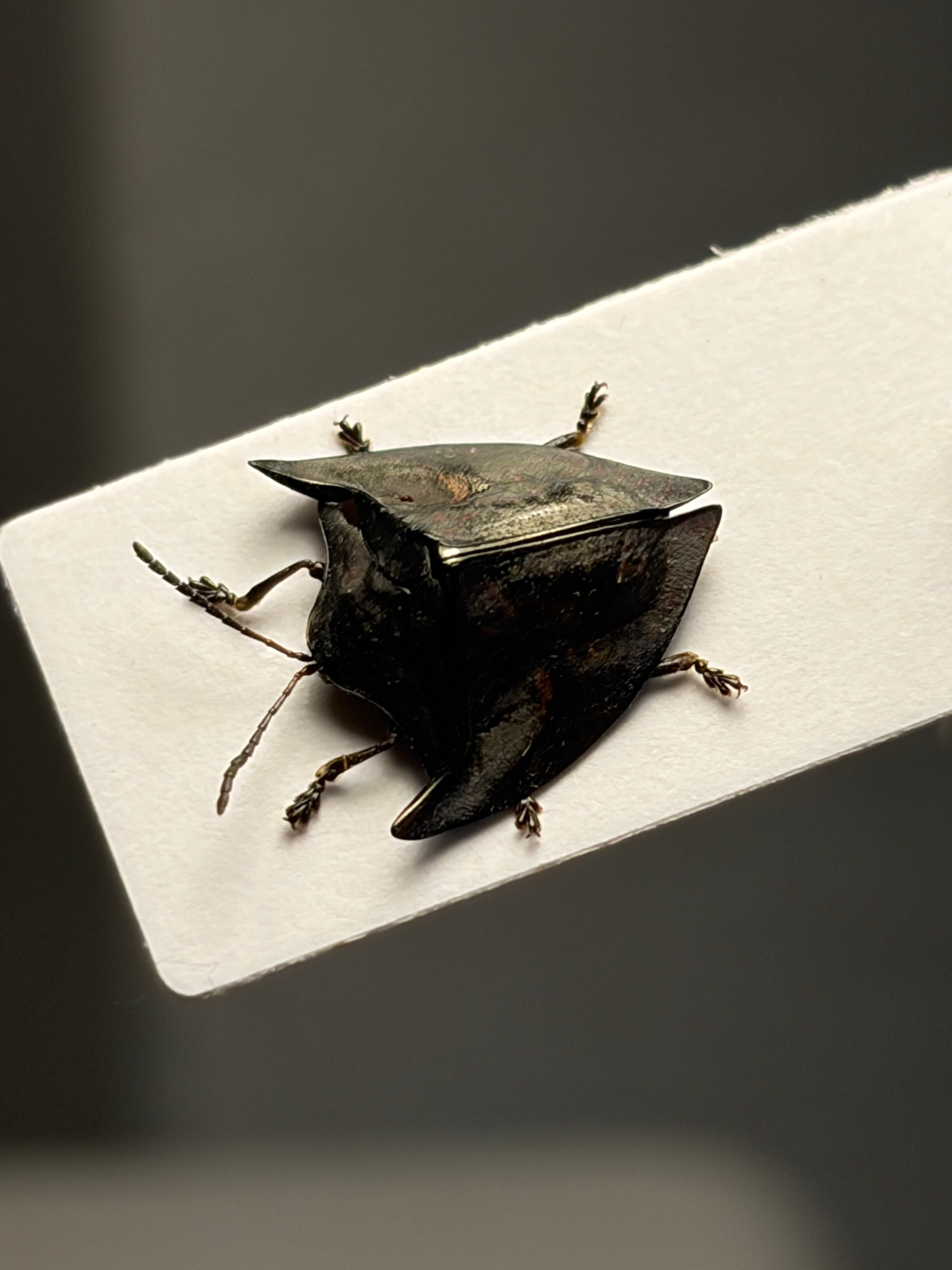 10mm】ヤジリコモリハムシ 標本 Acromis venosa カメノコハムシ